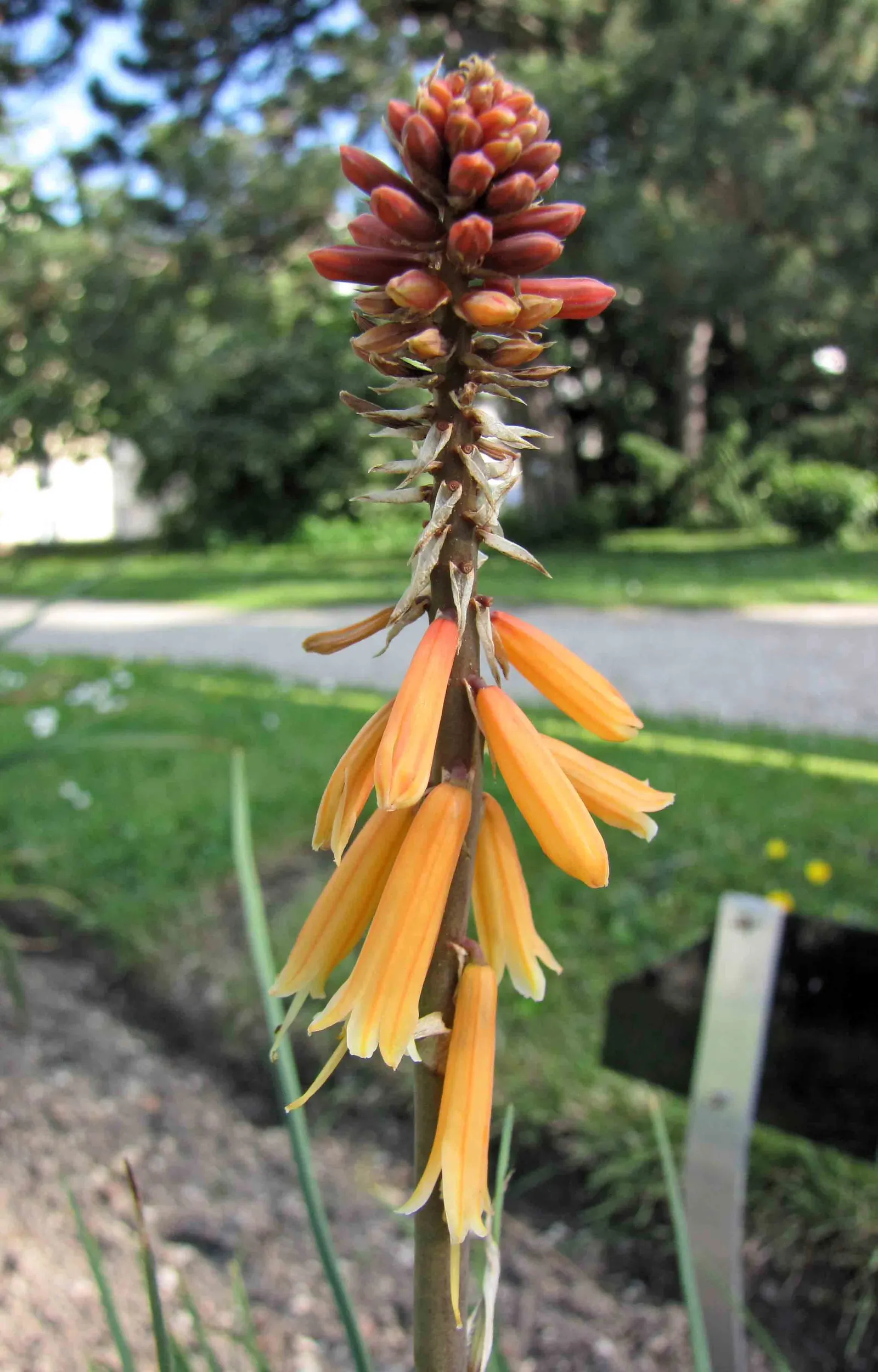 Red Hot Poker (Kniphofia Uvaria) — this South African native thrives in USDA Hardiness Zones 5 through 9; the blooming season extends from late, image 123