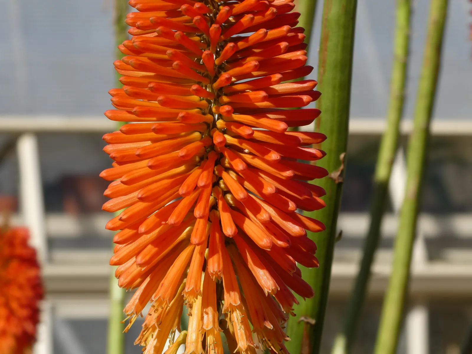 Red Hot Poker (Kniphofia Uvaria) — indicating a robustness for various climates.<br><br>Standing tall; ensuring your garden is as wildlife-friendly, image 124