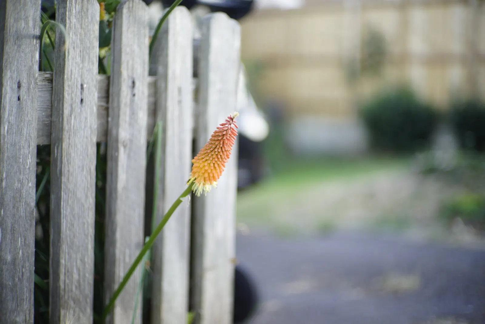 Red Hot Poker (Kniphofia Uvaria) — vibrant red to orange flower spikes; the blooming season extends from late spring to early fall, image 115
