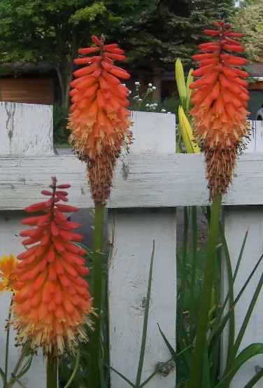 Red Hot Poker (Kniphofia Uvaria) — making them an ideal candidate for xeriscaping or gardens with water conservation in mind; the blooming season, image 79