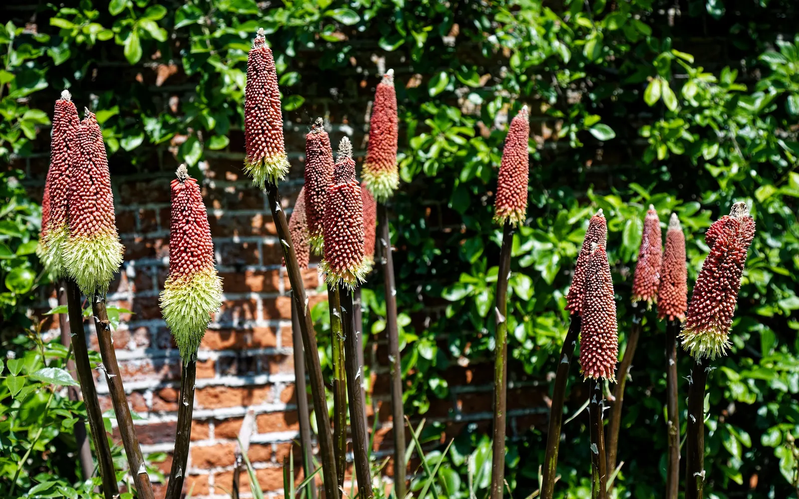 Red Hot Poker (Kniphofia Uvaria) — which transition in color from red at the tip; ensuring your garden is as wildlife-friendly as it is beautiful, image 100
