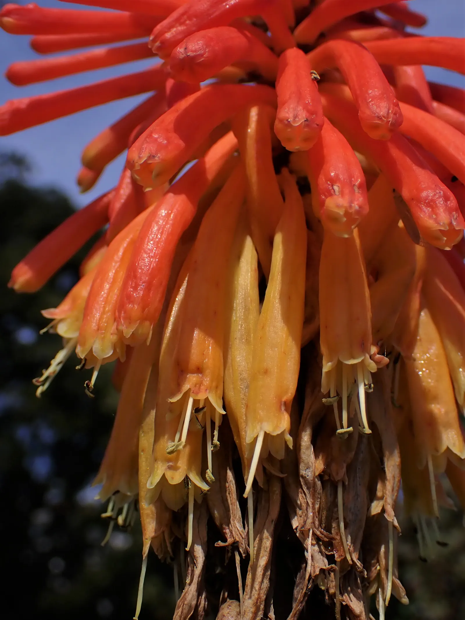 Red Hot Poker (Kniphofia Uvaria) — Thriving in USDA zones 5-9, this perennial prefers full sun and well-drained soil; ensuring your garden is as, image 60