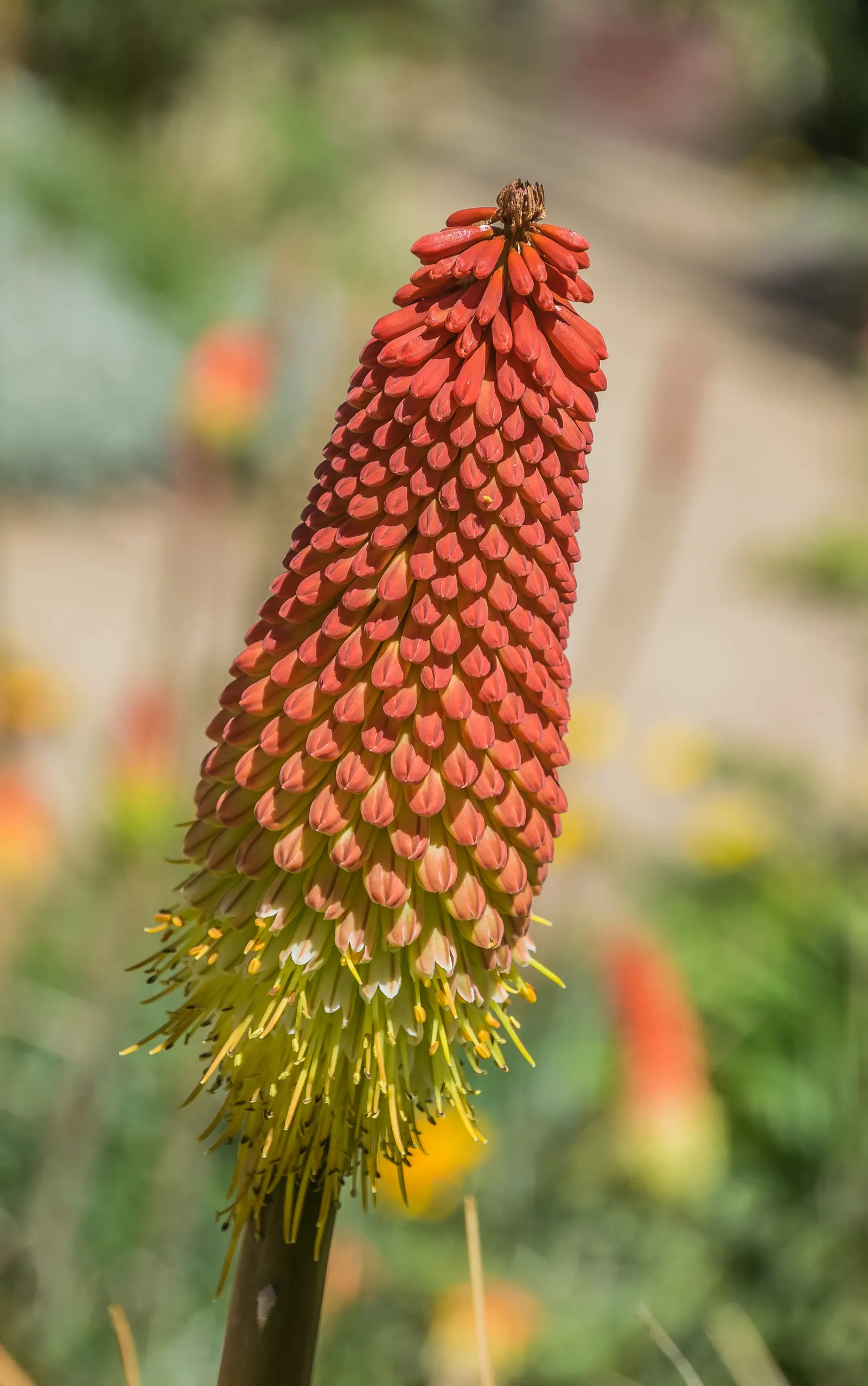 Red Hot Poker (Kniphofia Uvaria) — providing a long-lasting display of color throughout the warmer months.<br><br>For optimal growth; the blooming, image 131