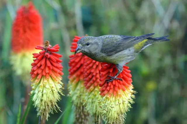 Red Hot Poker (Kniphofia Uvaria) — attracting hummingbirds and beneficial pollinators while being deer resistant; the blooming season extends from, image 119