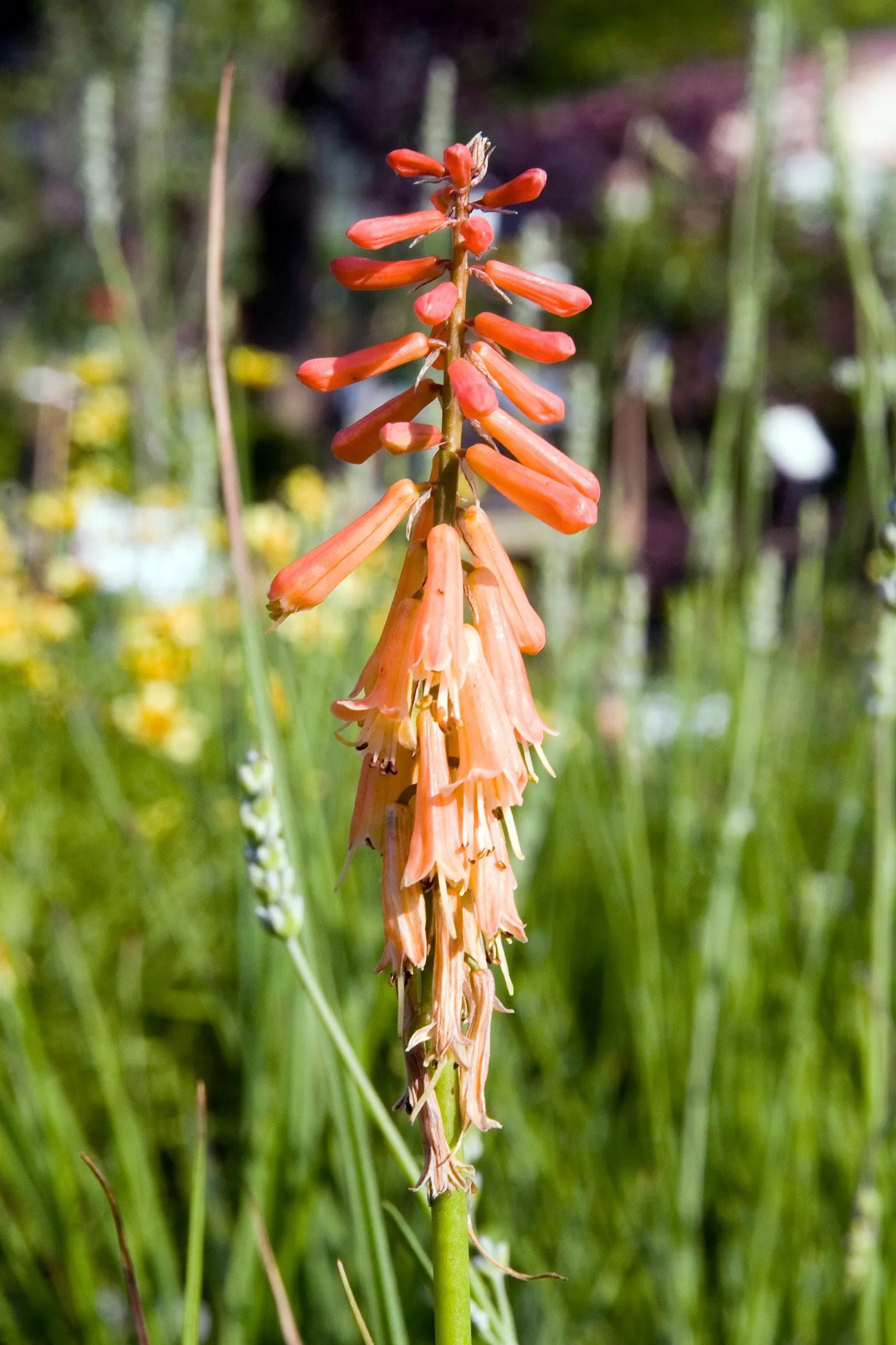 Red Hot Poker (Kniphofia Uvaria) — these plants are deer-resistant and attract a plethora of pollinators; ensuring your garden is as, image 80