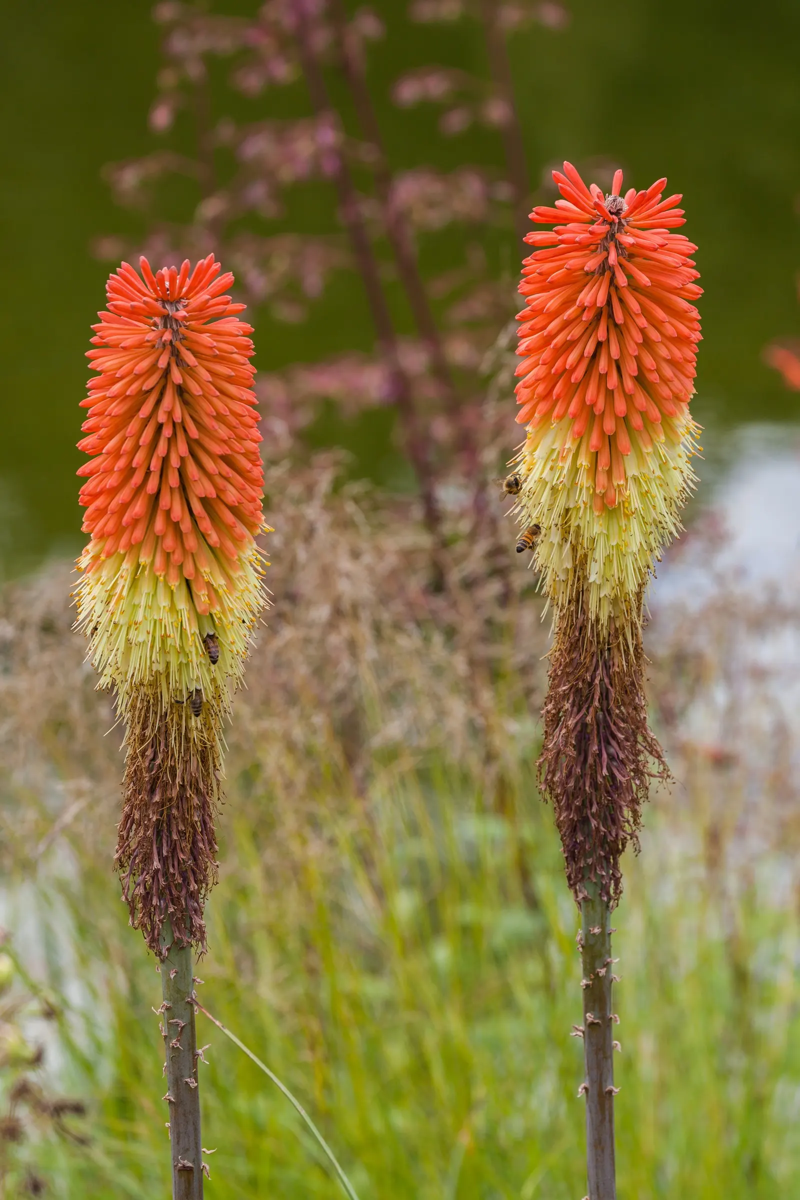 Red Hot Poker (Kniphofia Uvaria) — Often referred to as torch lilies; this South African native thrives in USDA Hardiness Zones 5 through 9, image 94