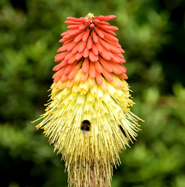 Red Hot Poker (Kniphofia Uvaria) — which transition in color from red at the tip; ensuring your garden is as wildlife-friendly as it is beautiful, image 128