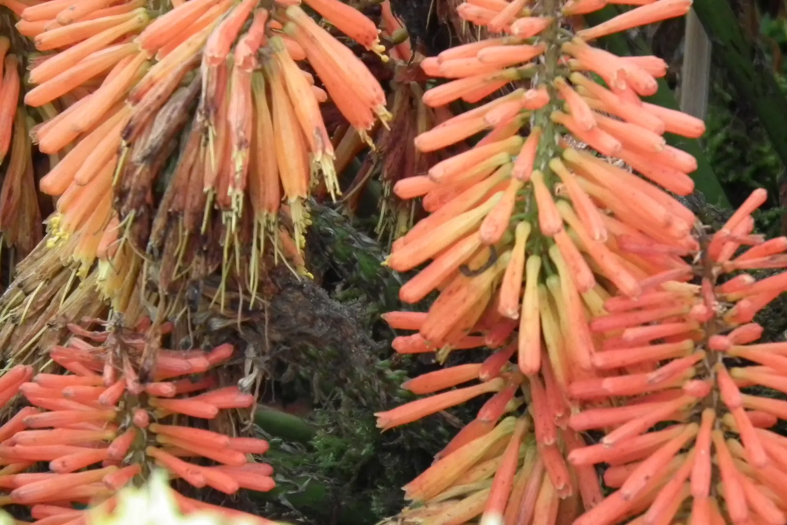 Red Hot Poker (Kniphofia Uvaria) — A mature plant can spread about 1.5 to 2 feet, necessitating adequate spacing in landscape design; thriving in, image 133