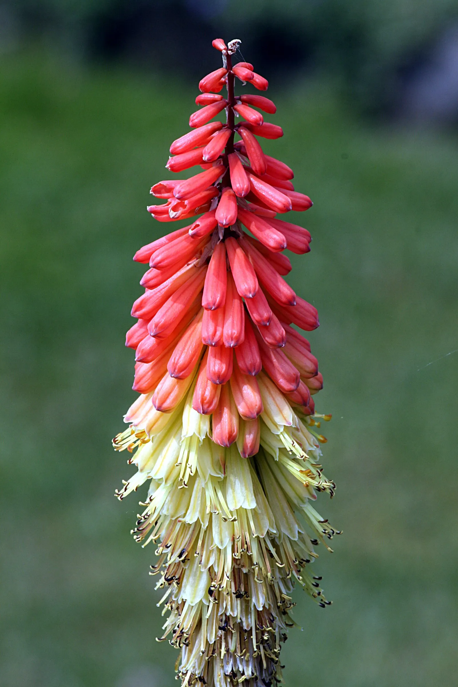 Red Hot Poker (Kniphofia Uvaria) — this South African native thrives in USDA Hardiness Zones 5 through 9; the blooming season extends from late, image 151