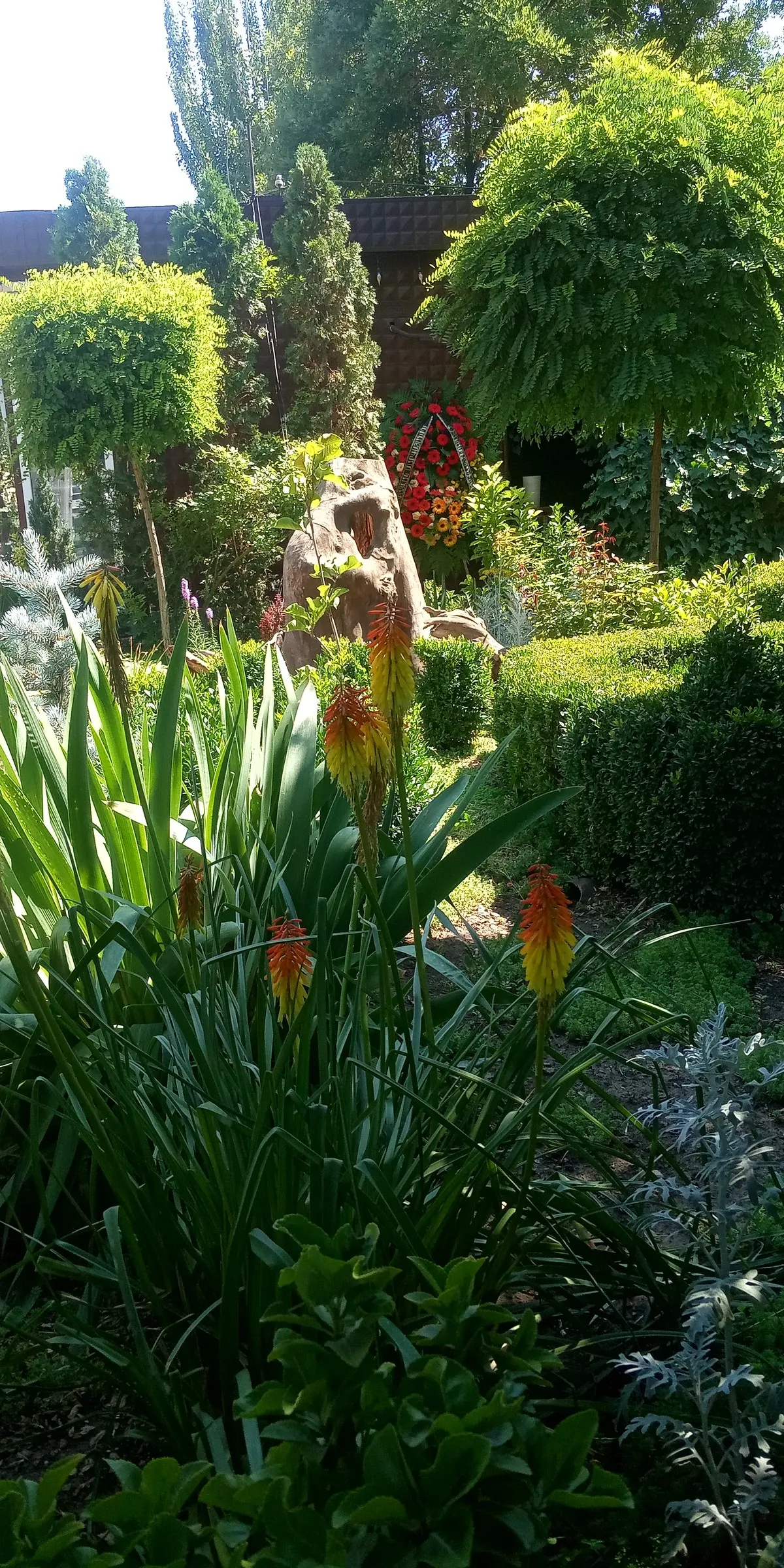 Red Hot Poker (Kniphofia Uvaria) — a striking perennial that adds a flair of the exotic to any garden; thriving in USDA zones 5-9, this perennial, image 65