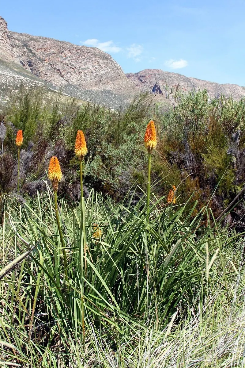 Red Hot Poker (Kniphofia Uvaria) — these plants are deer-resistant and attract a plethora of pollinators; ensuring your garden is as, image 108