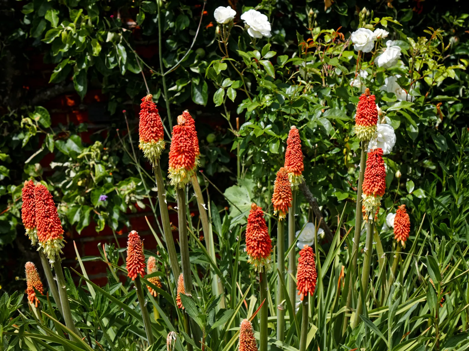 Red Hot Poker (Kniphofia Uvaria) — ensuring your garden is as wildlife-friendly as it is beautiful; thriving in USDA zones 5-9, this perennial, image 109