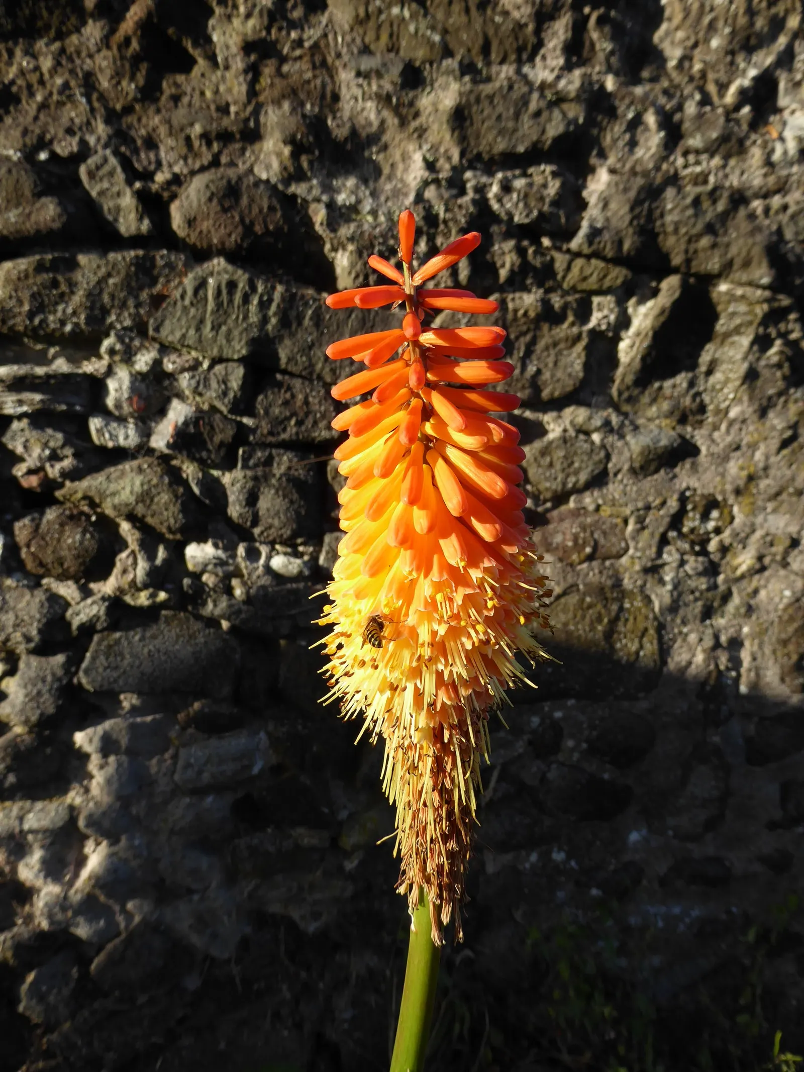 Red Hot Poker (Kniphofia Uvaria) — The Red Hot Poker (Kniphofia uvaria); ensuring your garden is as wildlife-friendly as it is beautiful, image 64