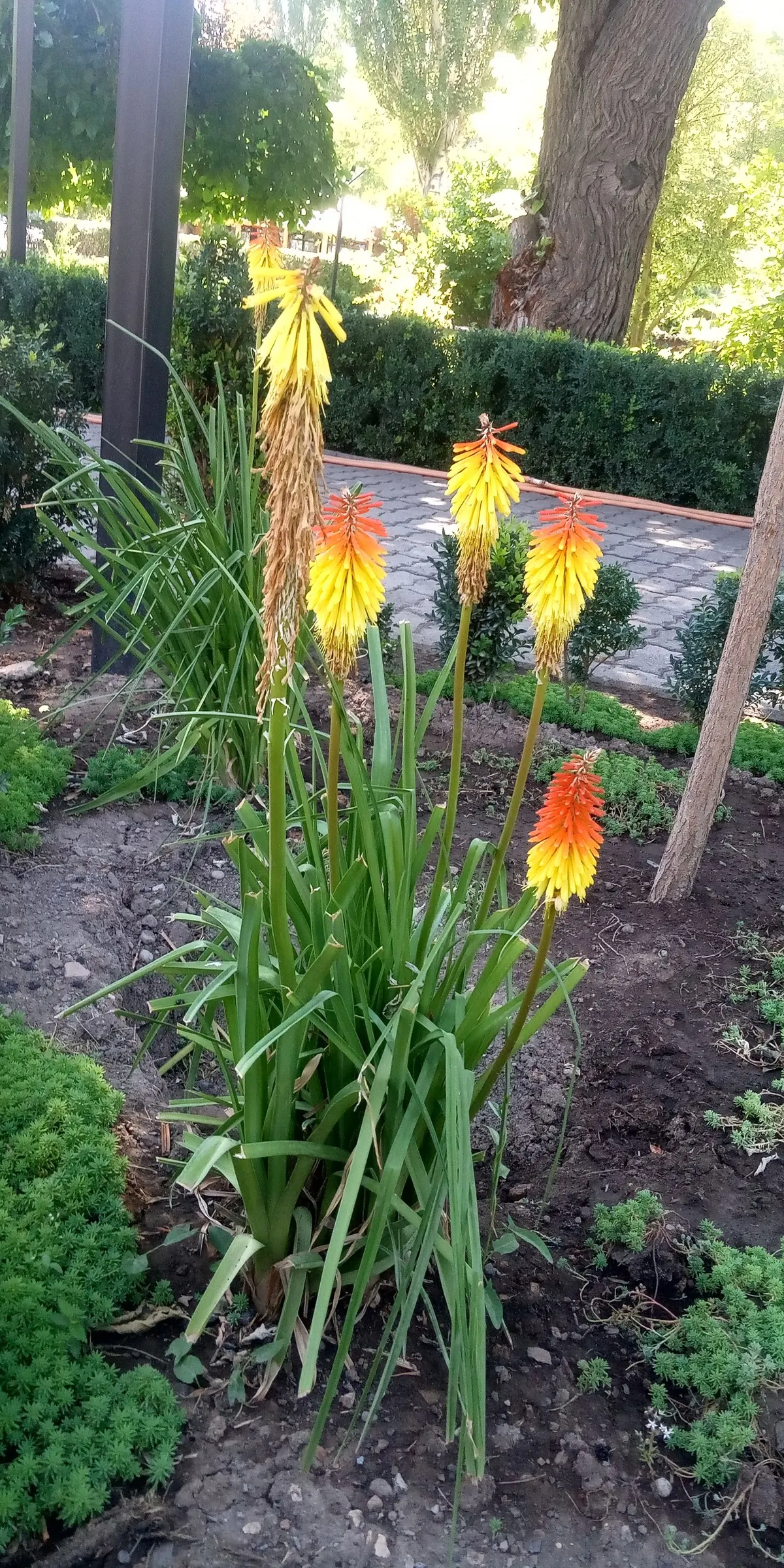 Red Hot Poker (Kniphofia Uvaria) — Red Hot Pokers typically reach 2 to 3 feet in height; thriving in USDA zones 5-9, this perennial prefers full, image 69