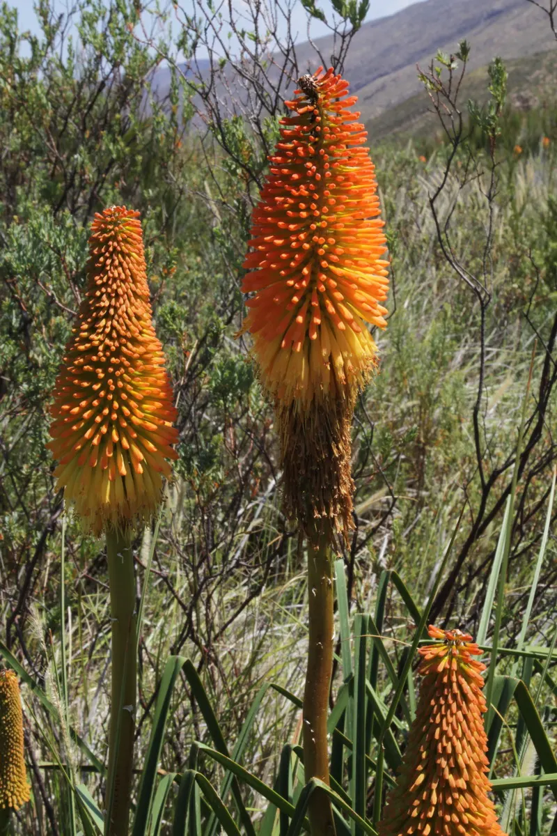 Red Hot Poker (Kniphofia Uvaria) — Flowering occurs from late spring to early fall; this South African native thrives in USDA Hardiness Zones 5, image 62