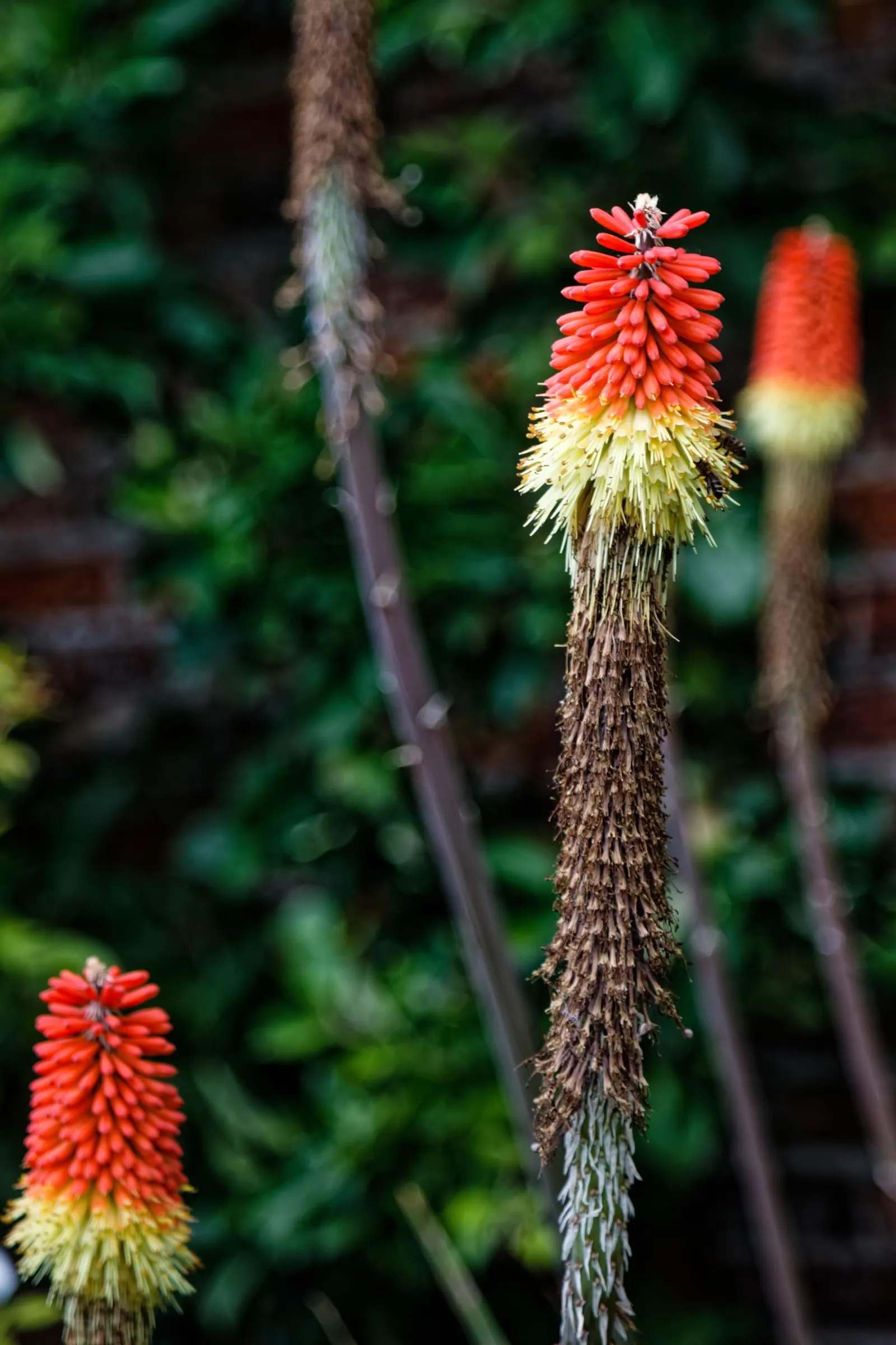 Red Hot Poker (Kniphofia Uvaria) — making them an ideal candidate for xeriscaping or gardens with water conservation in mind; the blooming season, image 107