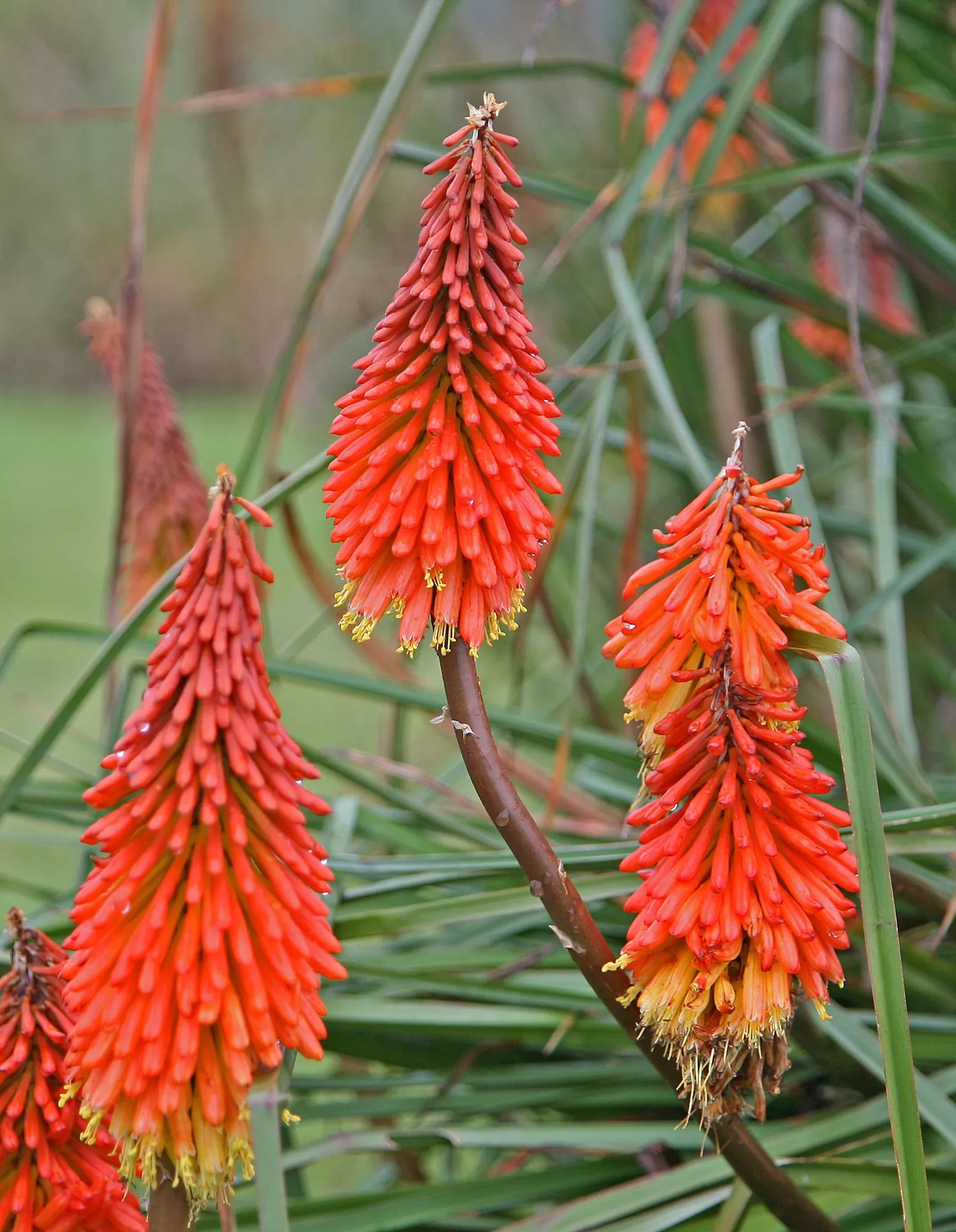 Red Hot Poker (Kniphofia Uvaria) — providing a long-lasting display of color throughout the warmer months.<br><br>For optimal growth; the blooming, image 103