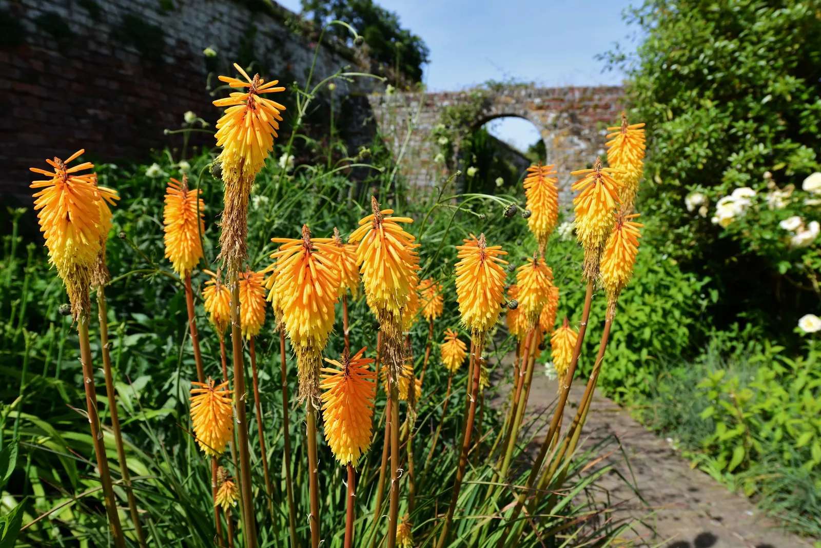 Red Hot Poker (Kniphofia Uvaria) — The blooming season extends from late spring to early fall; this South African native thrives in USDA Hardiness, image 102