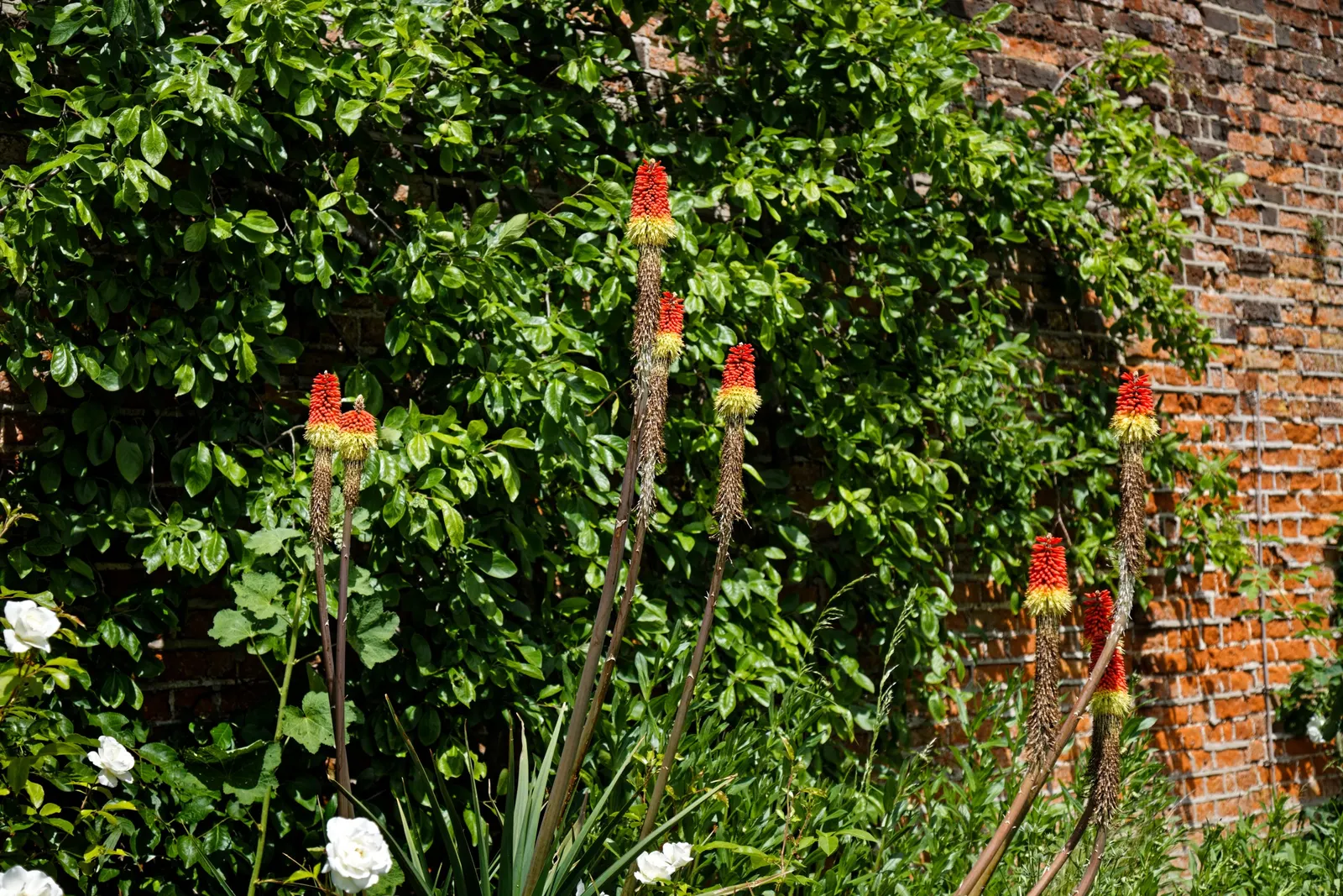 Red Hot Poker (Kniphofia Uvaria) — orange flowers in the garden; this South African native thrives in USDA Hardiness Zones 5 through 9, image 110