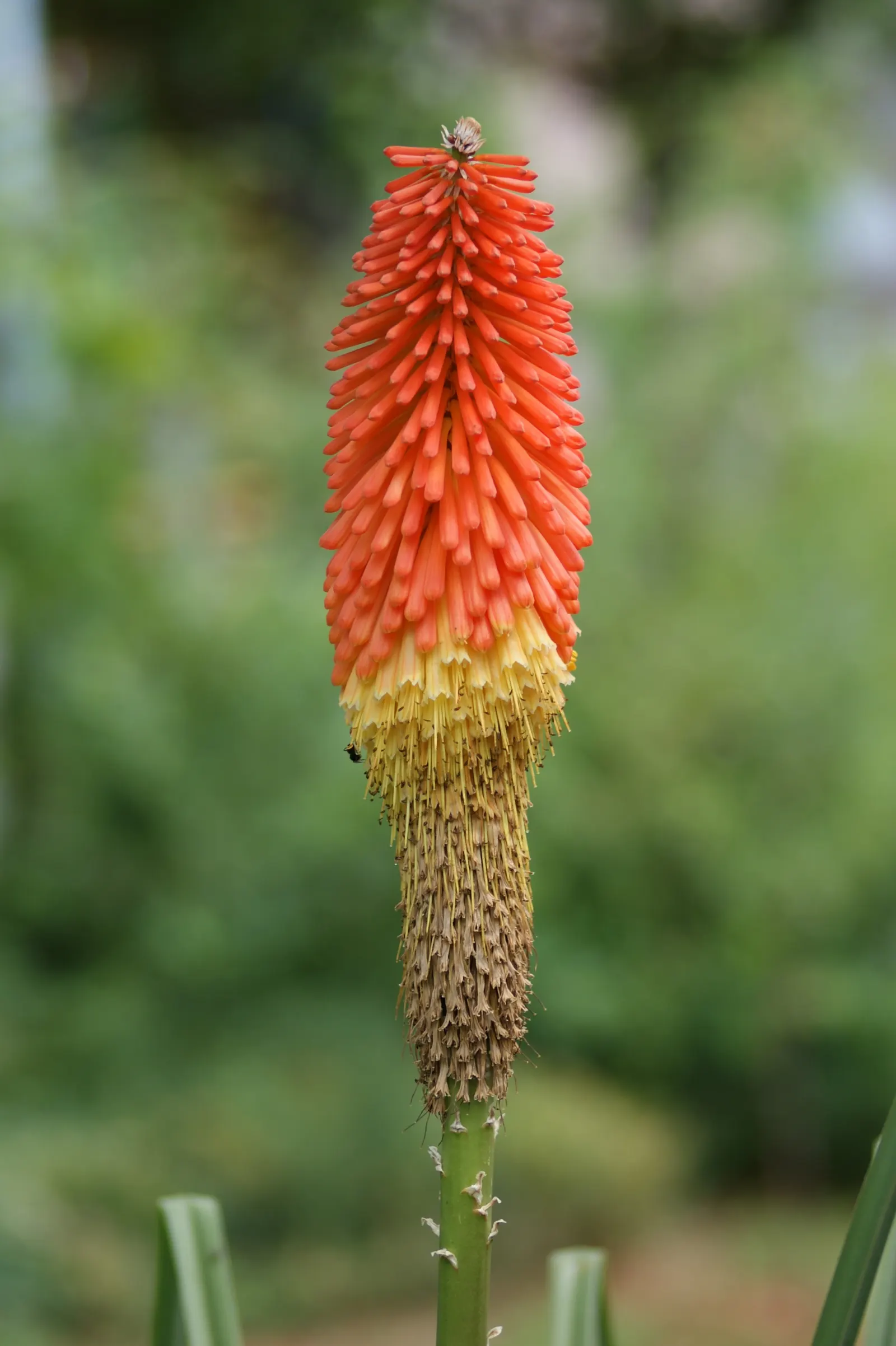 Red Hot Poker (Kniphofia Uvaria) — indicating a robustness for various climates.<br><br>Standing tall; ensuring your garden is as wildlife-friendly, image 152