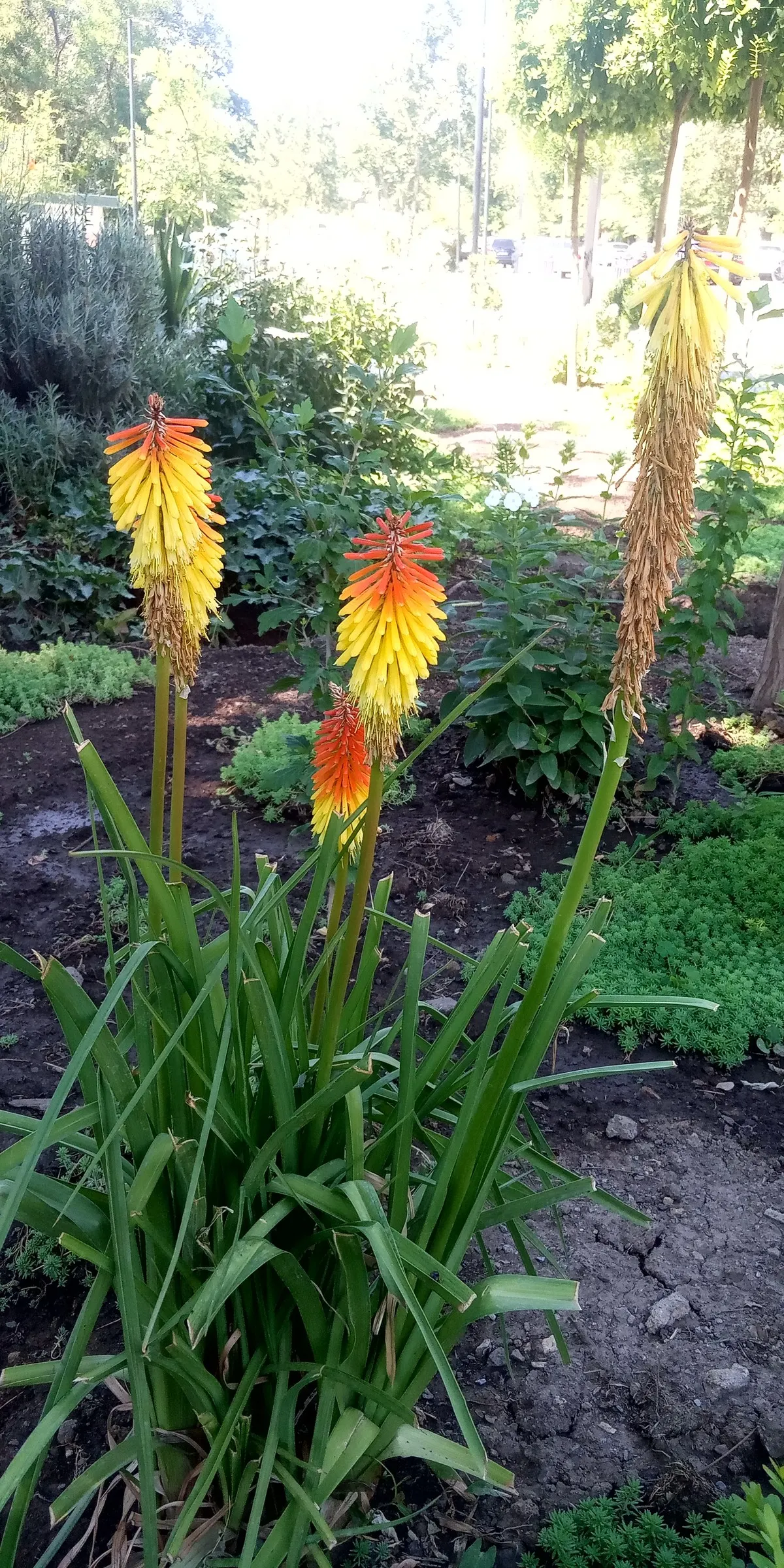 Red Hot Poker (Kniphofia Uvaria) — which transition in color from red at the tip; ensuring your garden is as wildlife-friendly as it is beautiful, image 72