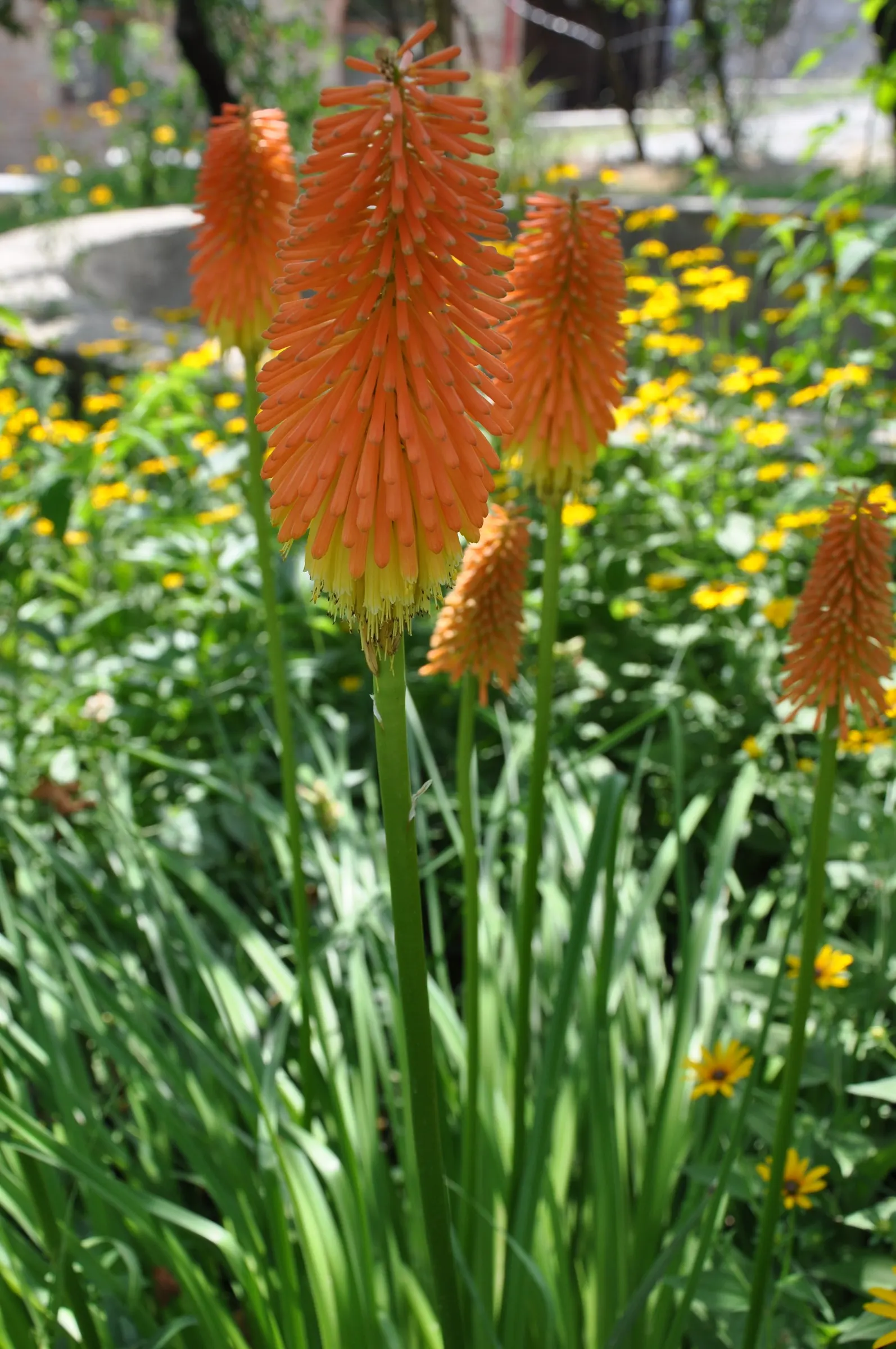 Red Hot Poker (Kniphofia Uvaria) — Red Hot Pokers typically reach 2 to 3 feet in height; thriving in USDA zones 5-9, this perennial prefers full, image 125