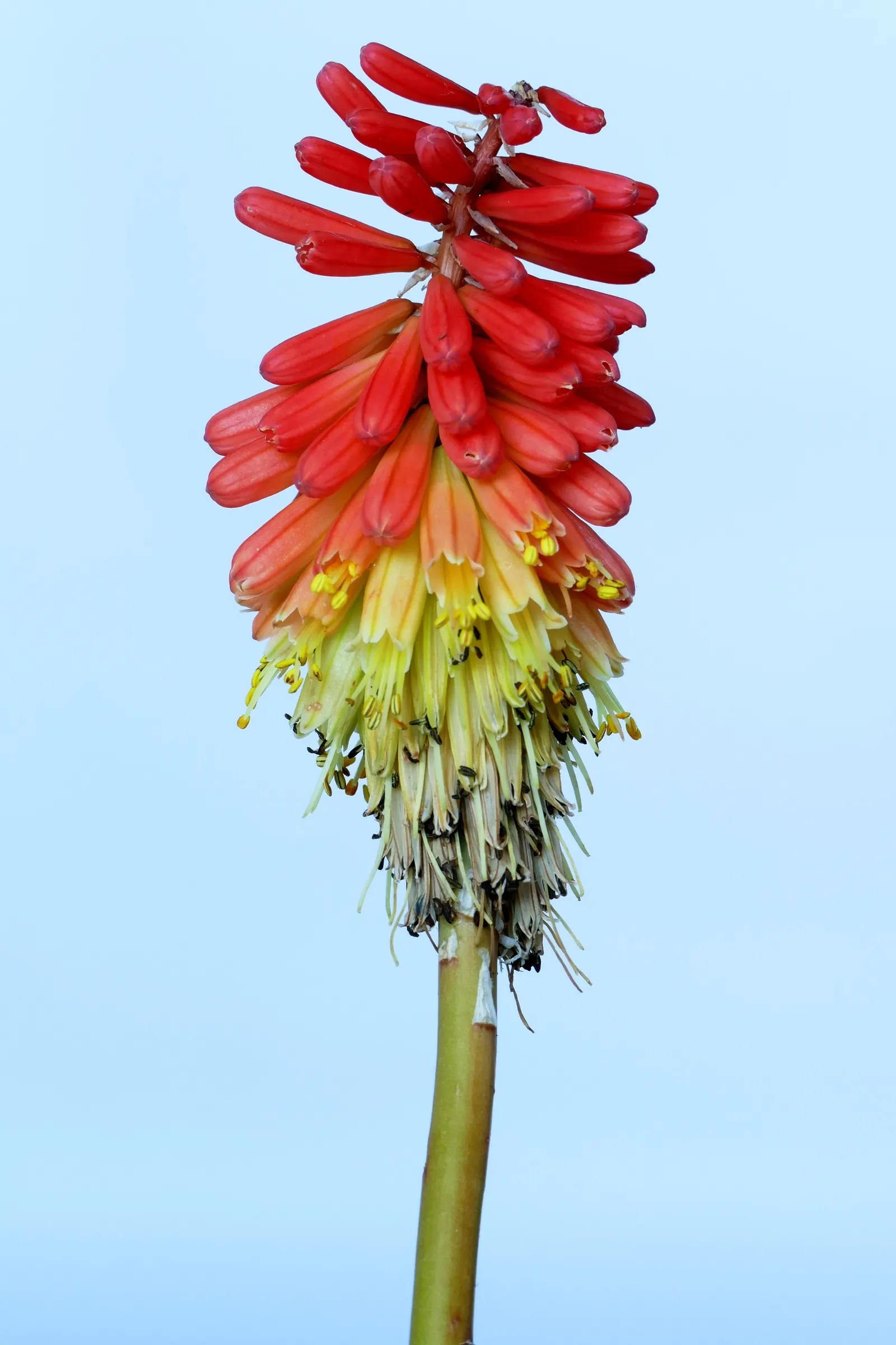 Red Hot Poker (Kniphofia Uvaria) — vibrant red to orange flower spikes; the blooming season extends from late spring to early fall, image 59