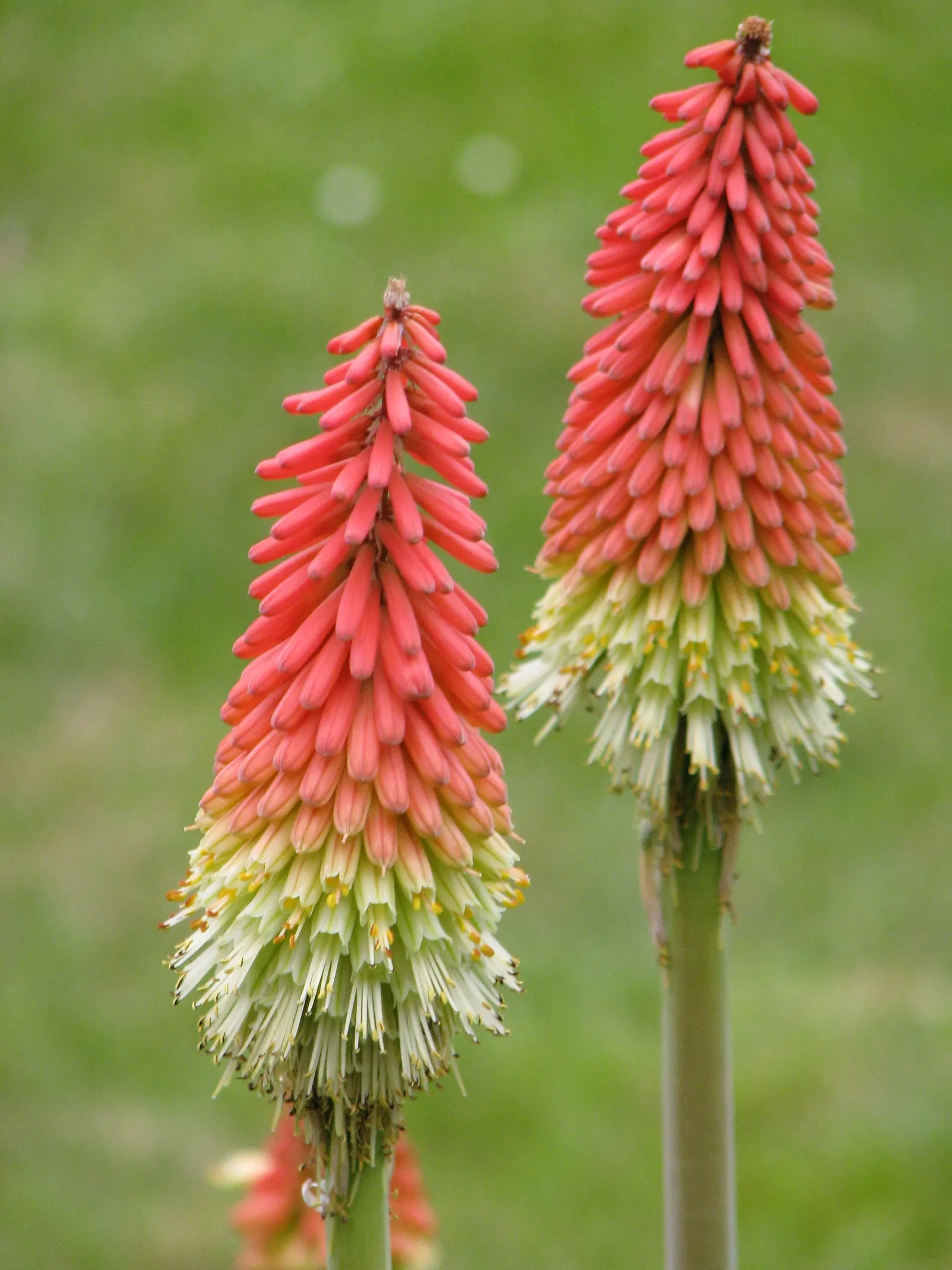 Red Hot Poker (Kniphofia Uvaria) — Often referred to as torch lilies; this South African native thrives in USDA Hardiness Zones 5 through 9, image 66