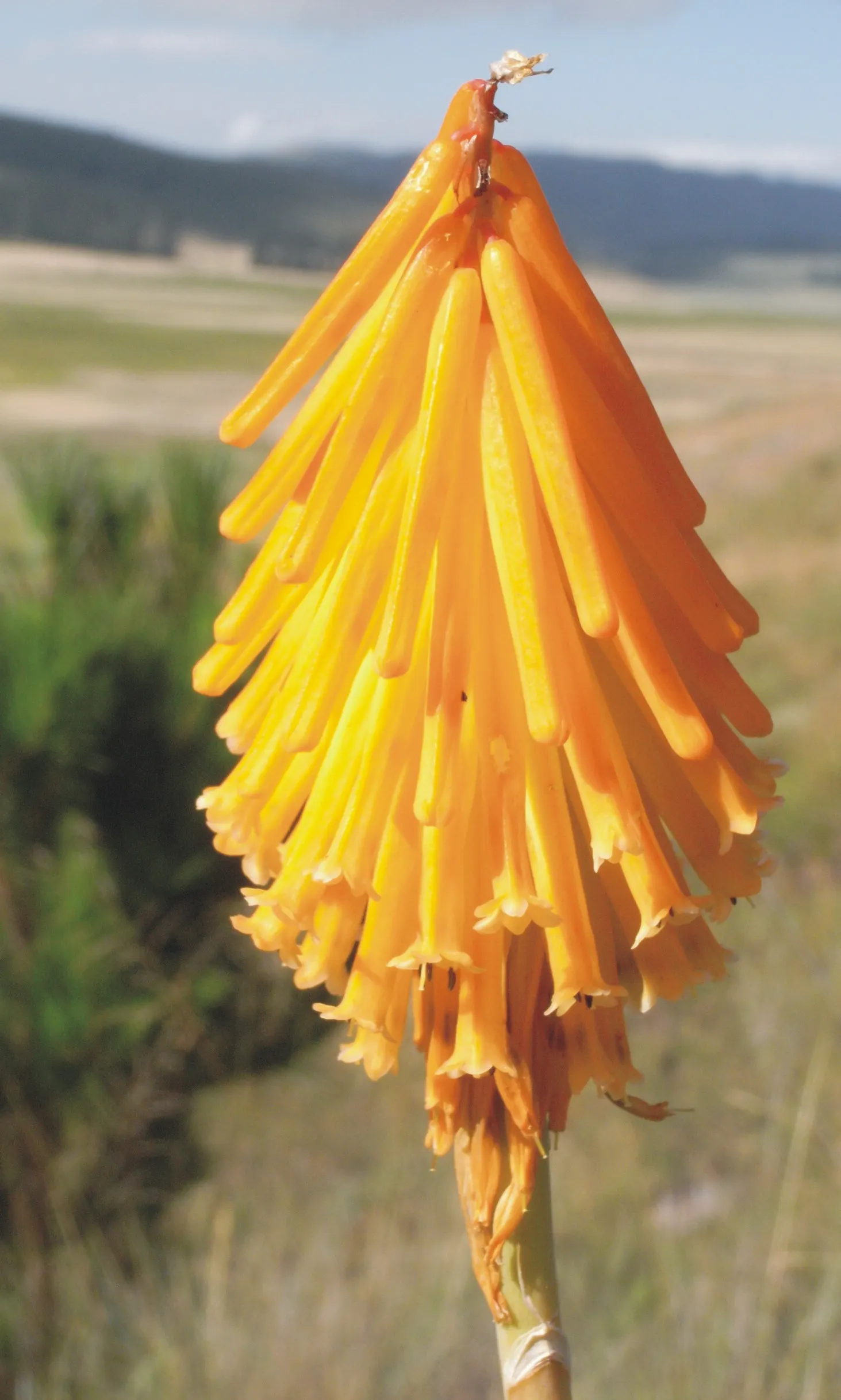 Red Hot Poker (Kniphofia Uvaria) — grass-like leaves are predominantly evergreen and can span up to 3 feet in length and 1 inch in width; the, image 71