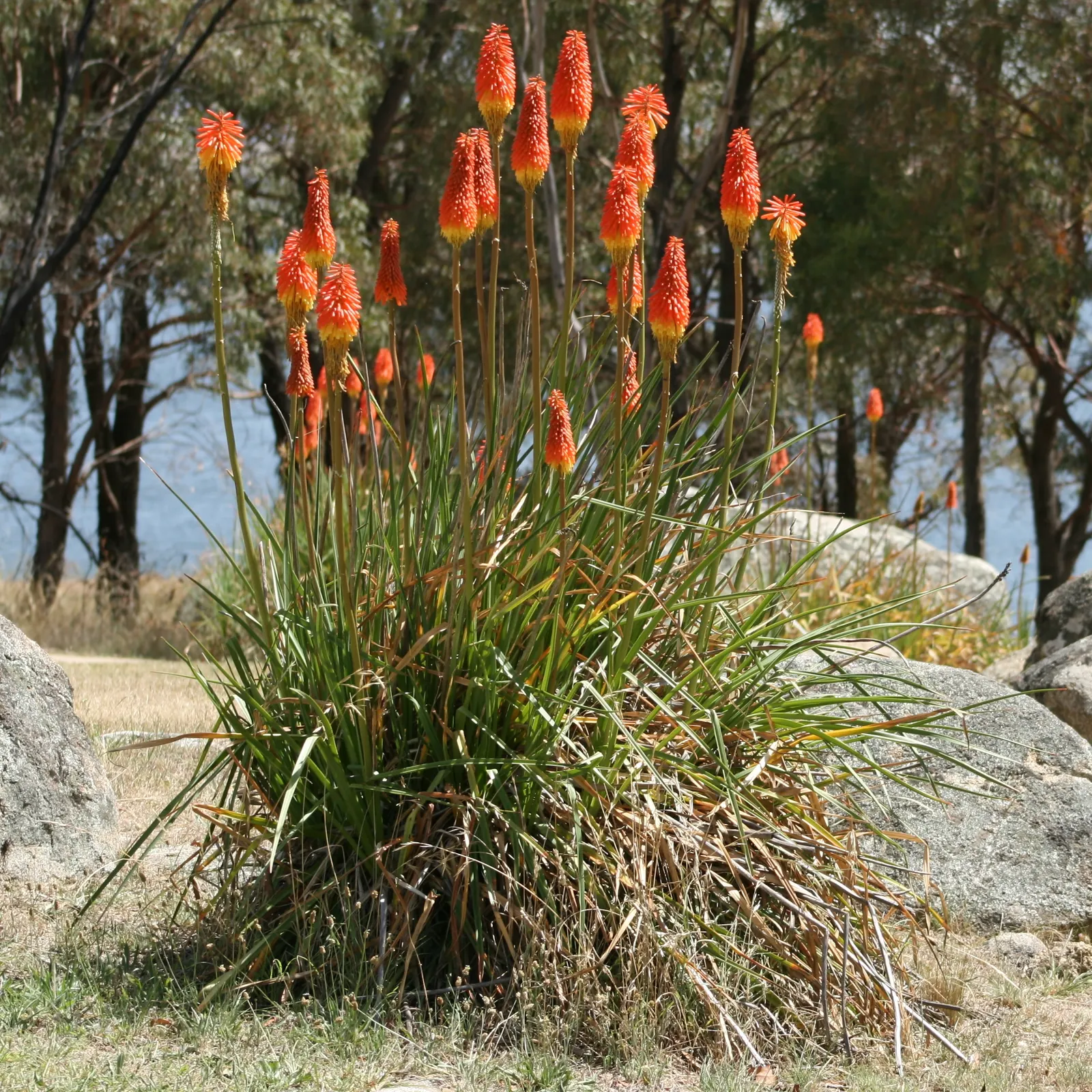 Red Hot Poker (Kniphofia Uvaria) — They're excellent for creating focal points within borders and are also drought-tolerant once established; this, image 134