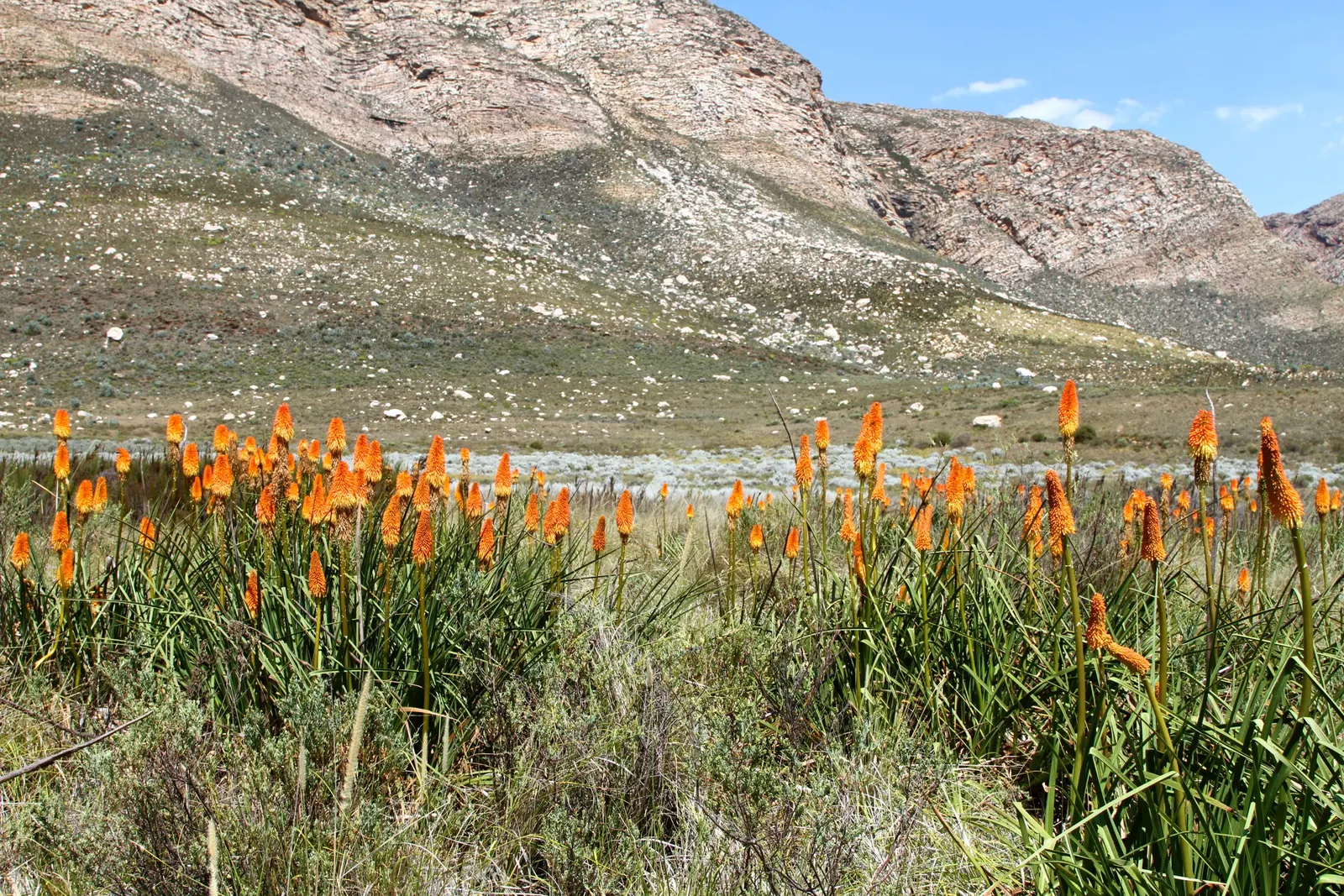 Red Hot Poker (Kniphofia Uvaria) — The blooming season extends from late spring to early fall; this South African native thrives in USDA Hardiness, image 74