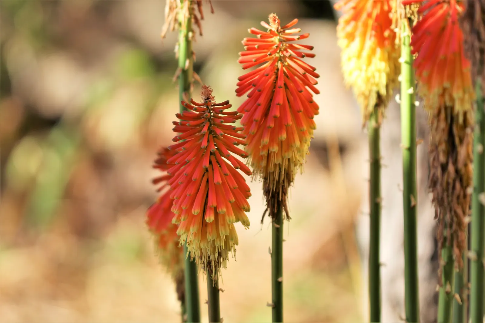 Red Hot Poker (Kniphofia Uvaria) — It reaches 2 to 3 feet in height and spreads 1 to 2 feet; thriving in USDA zones 5-9, this perennial prefers full sun and