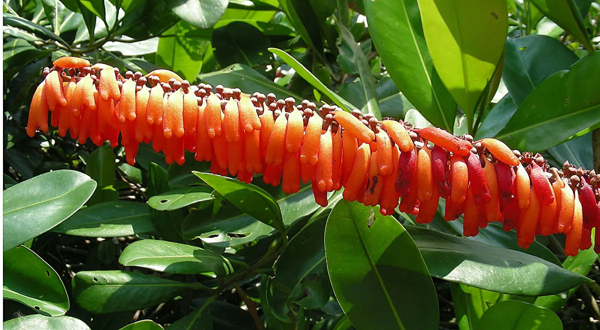 Red Hot Poker (Kniphofia Uvaria) — Red Hot Pokers typically reach 2 to 3 feet in height; thriving in USDA zones 5-9, this perennial prefers full sun and