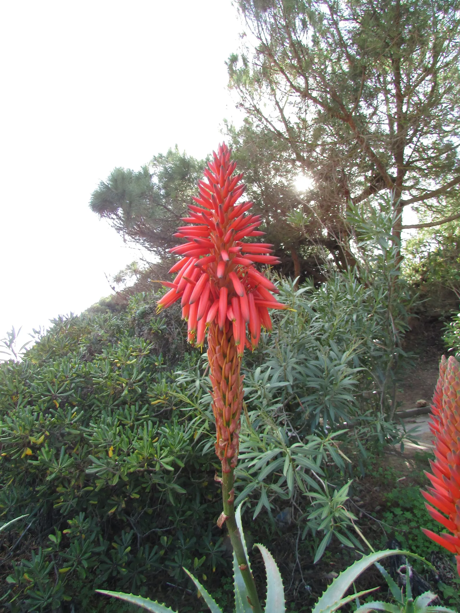Red Hot Poker (Kniphofia Uvaria) — making them an ideal candidate for xeriscaping or gardens with water conservation in mind; the blooming season, image 163