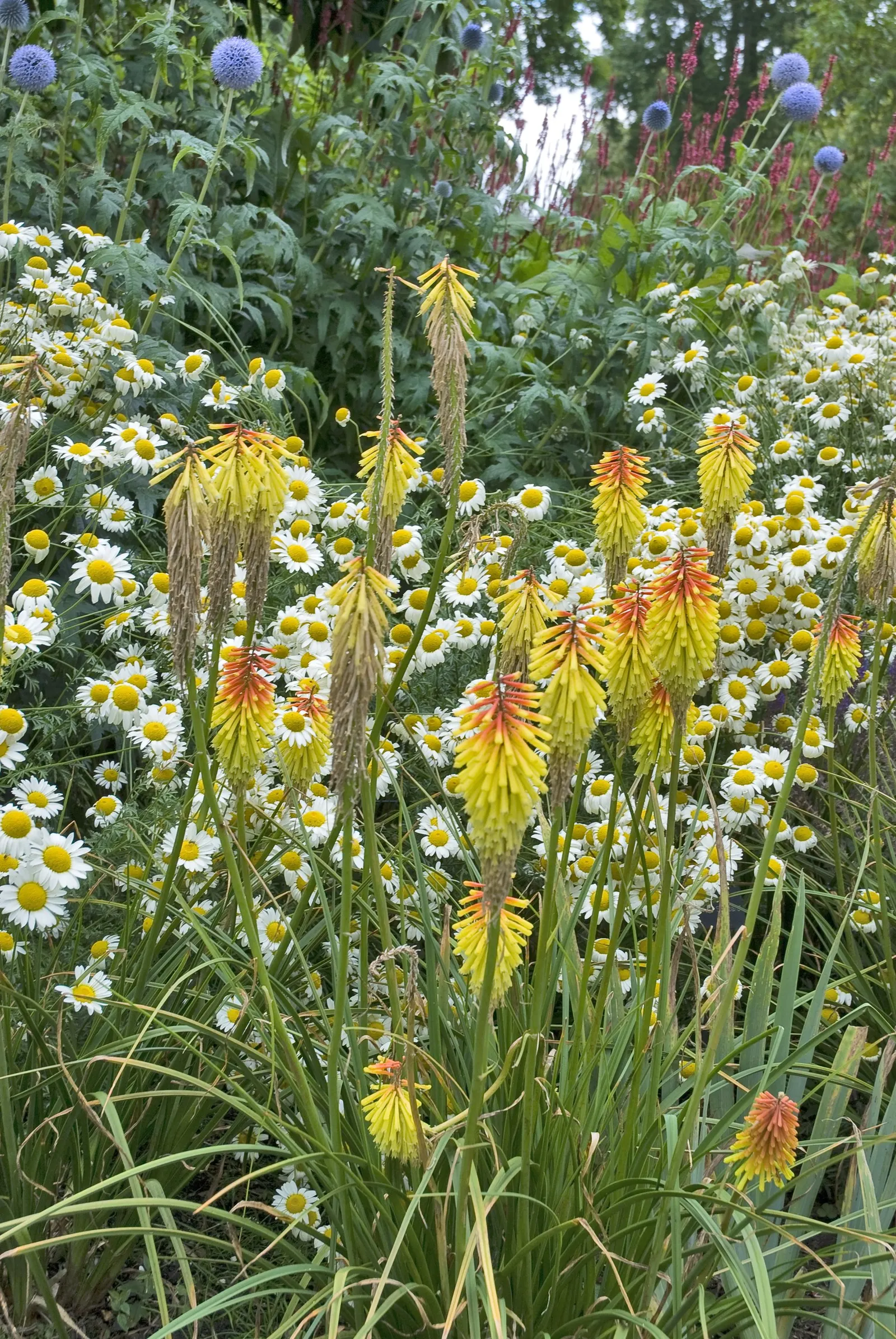 Red Hot Poker (Kniphofia Uvaria) — perennial with orange blooms; the blooming season extends from late spring to early fall, image 83