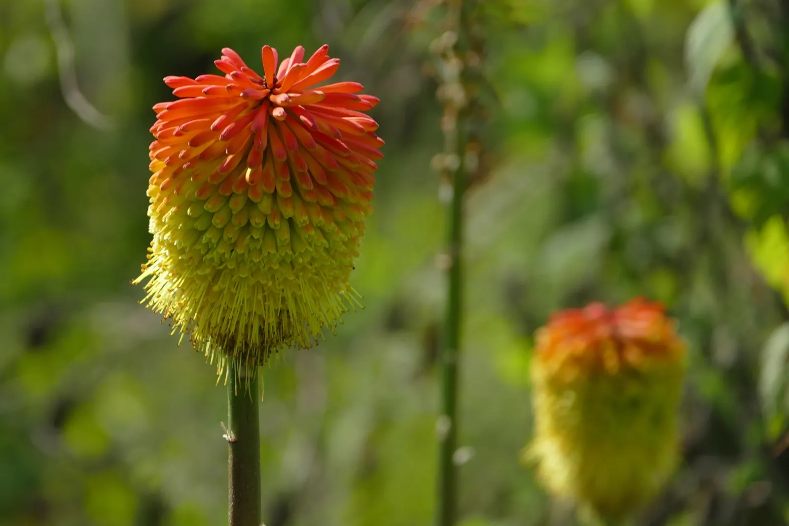 Red Hot Poker (Kniphofia Uvaria) — Flowering occurs from late spring to early fall; this South African native thrives in USDA Hardiness Zones 5, image 146