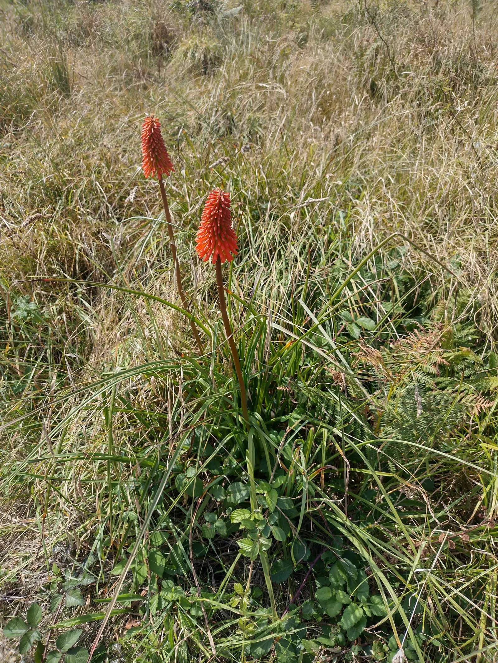 Red Hot Poker (Kniphofia Uvaria) — orange flowers in the garden; this South African native thrives in USDA Hardiness Zones 5 through 9, image 82
