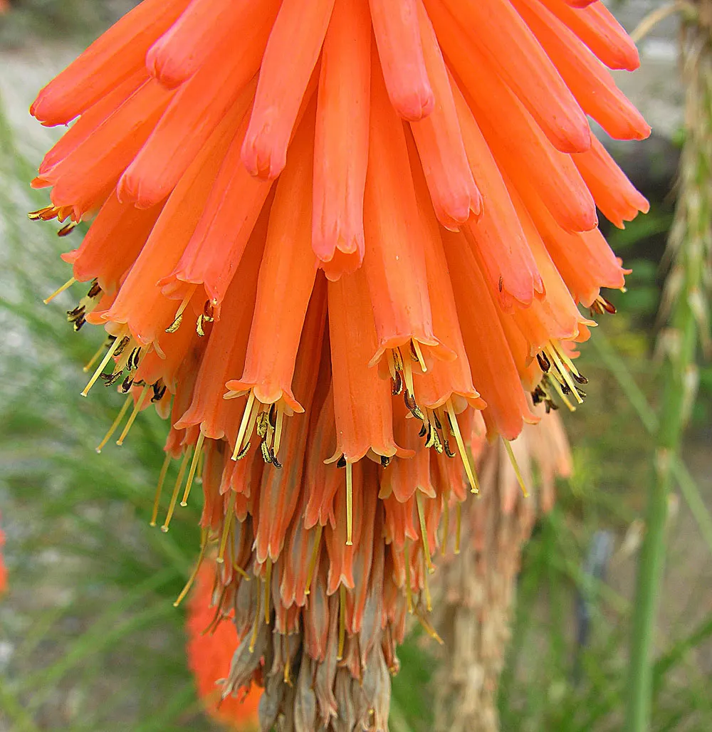 Red Hot Poker (Kniphofia Uvaria) — vibrant red to orange flower spikes; the blooming season extends from late spring to early fall, image 87