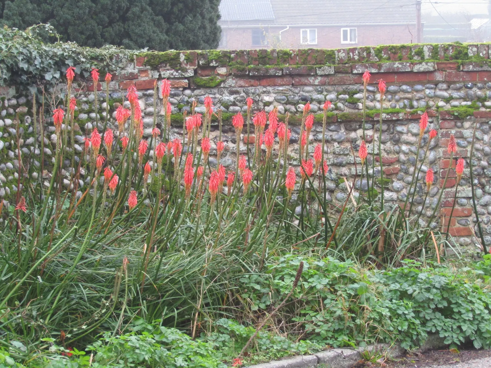Red Hot Poker (Kniphofia Uvaria) — the Red Hot Poker requires full sun and well-drained soil; ensuring your garden is as wildlife-friendly as it is, image 160