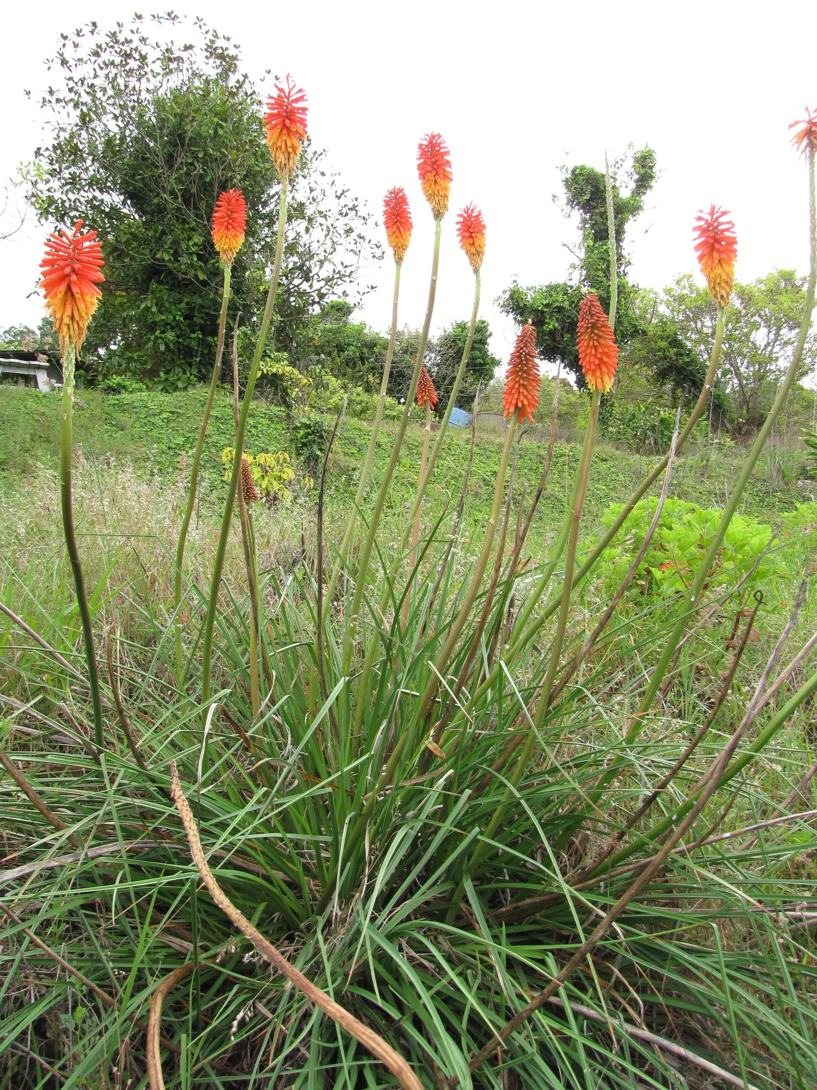 Red Hot Poker (Kniphofia Uvaria) — orange flowers in the garden; this South African native thrives in USDA Hardiness Zones 5 through 9, image 138