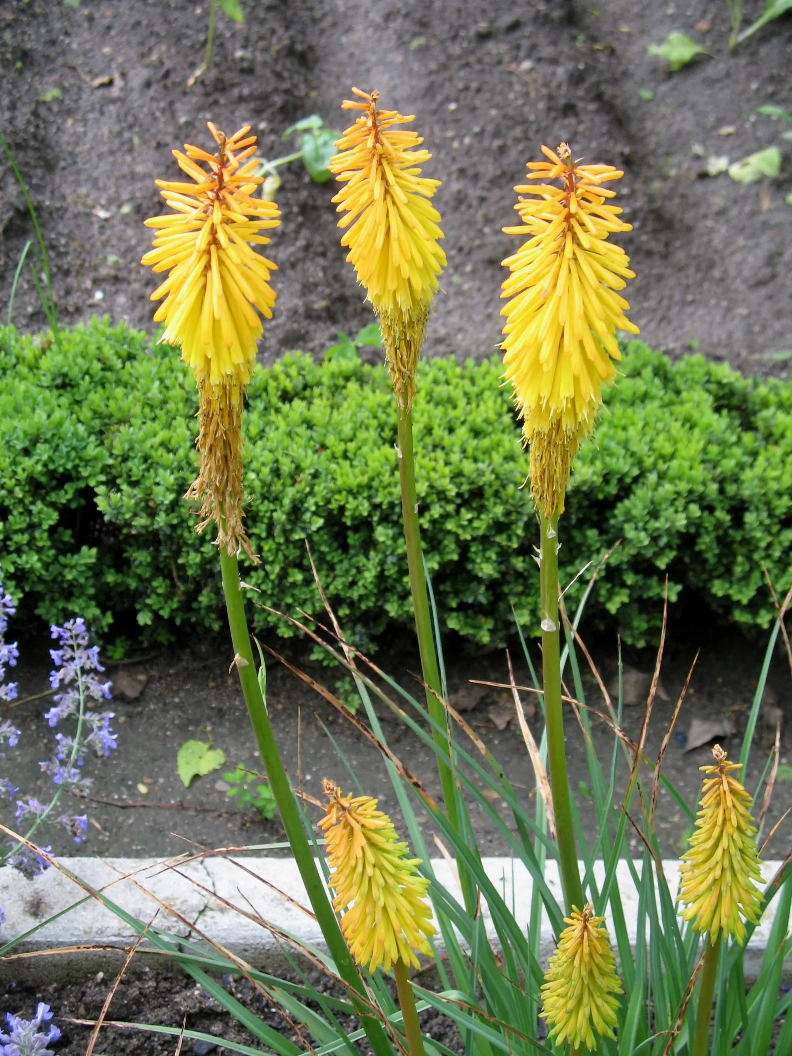 Red Hot Poker (Kniphofia Uvaria) — vibrant red to orange flower spikes; the blooming season extends from late spring to early fall, image 143