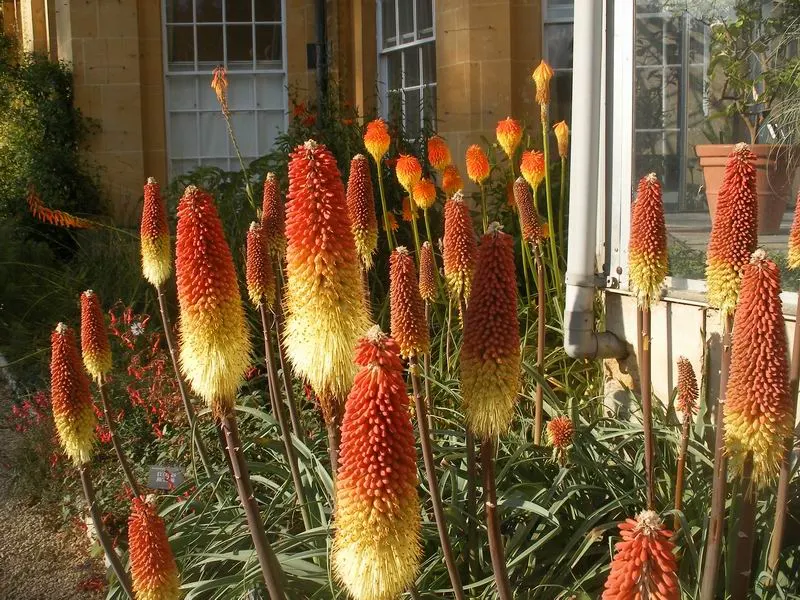 Red Hot Poker (Kniphofia Uvaria) — the Red Hot Poker requires full sun and well-drained soil; ensuring your garden is as wildlife-friendly as it is beautiful