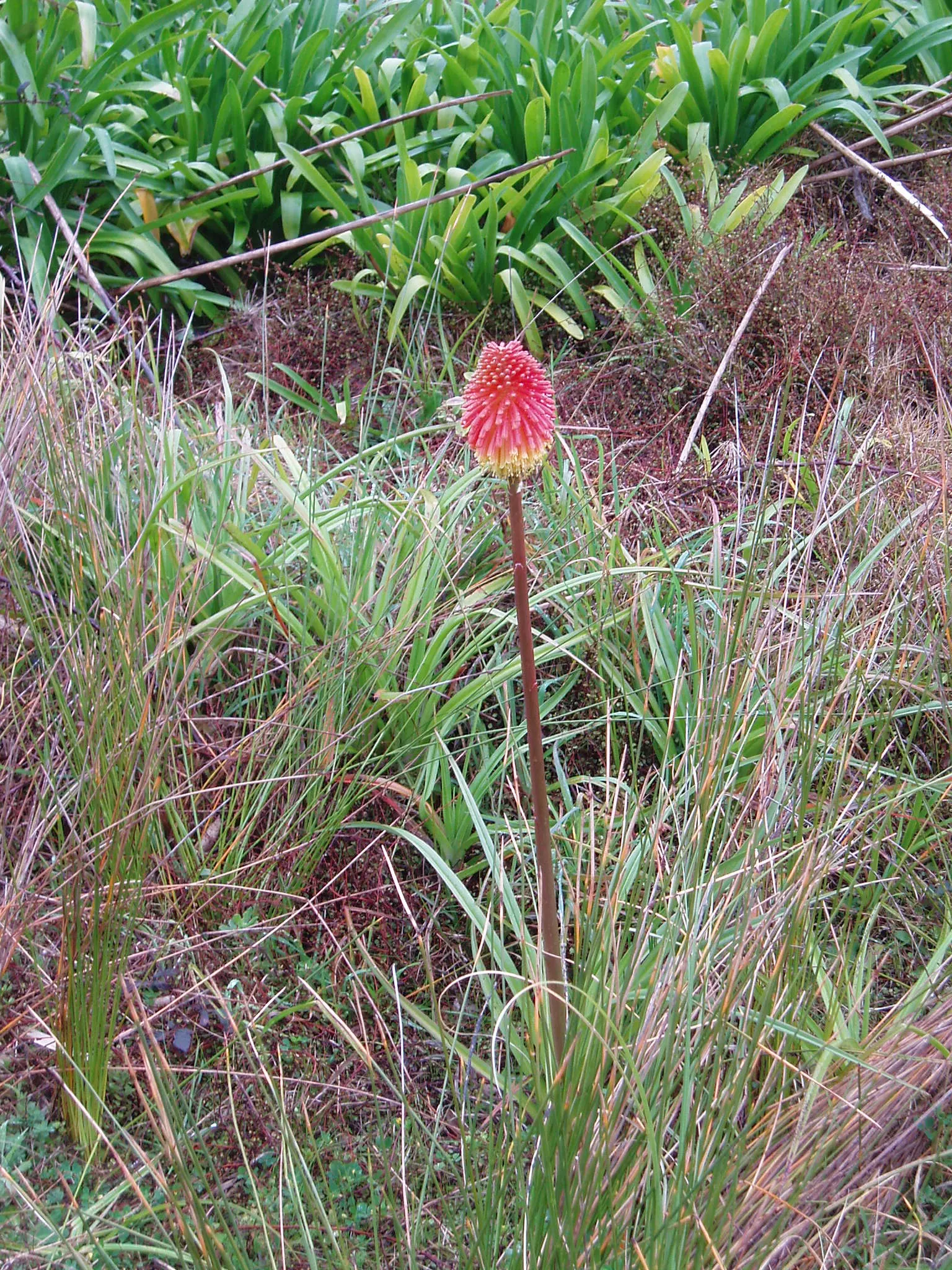 Red Hot Poker (Kniphofia Uvaria) — attracting hummingbirds and beneficial pollinators while being deer resistant; the blooming season extends from, image 91