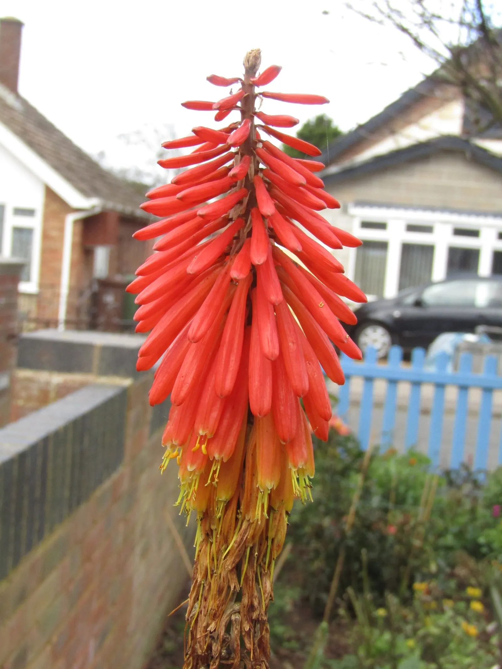 Red Hot Poker (Kniphofia Uvaria) — They're excellent for creating focal points within borders and are also drought-tolerant once established; this, image 162