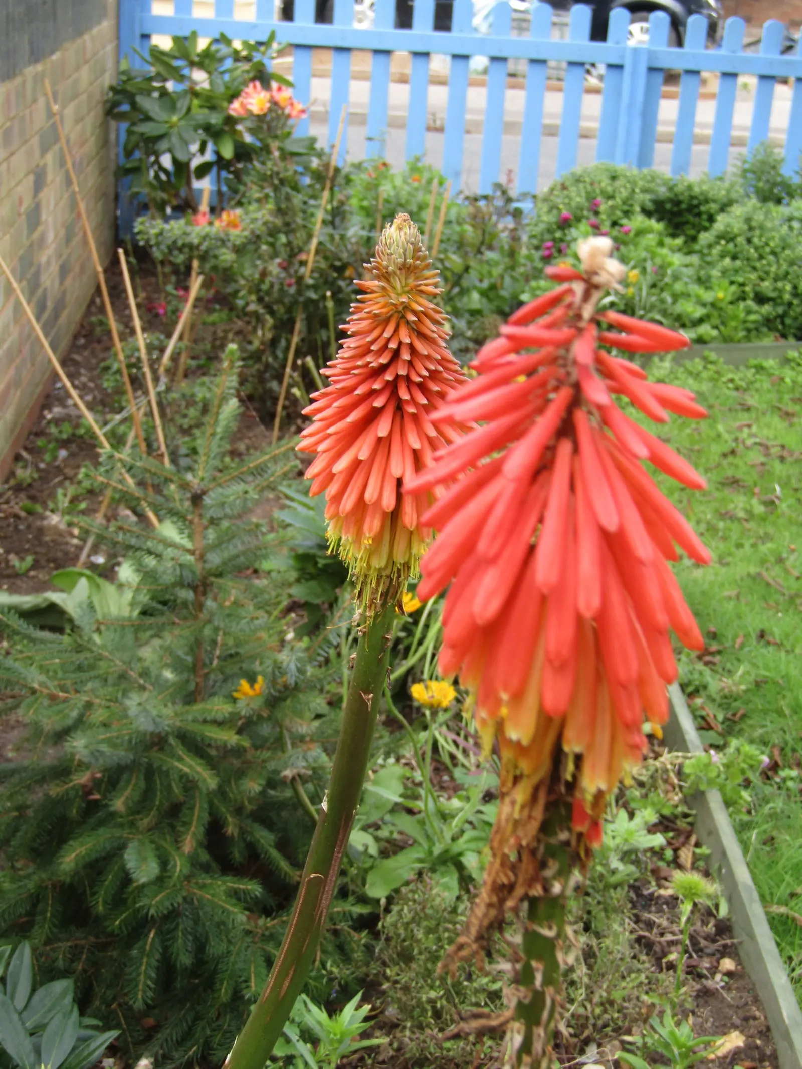Red Hot Poker (Kniphofia Uvaria) — The blooming season extends from late spring to early fall; this South African native thrives in USDA Hardiness, image 158