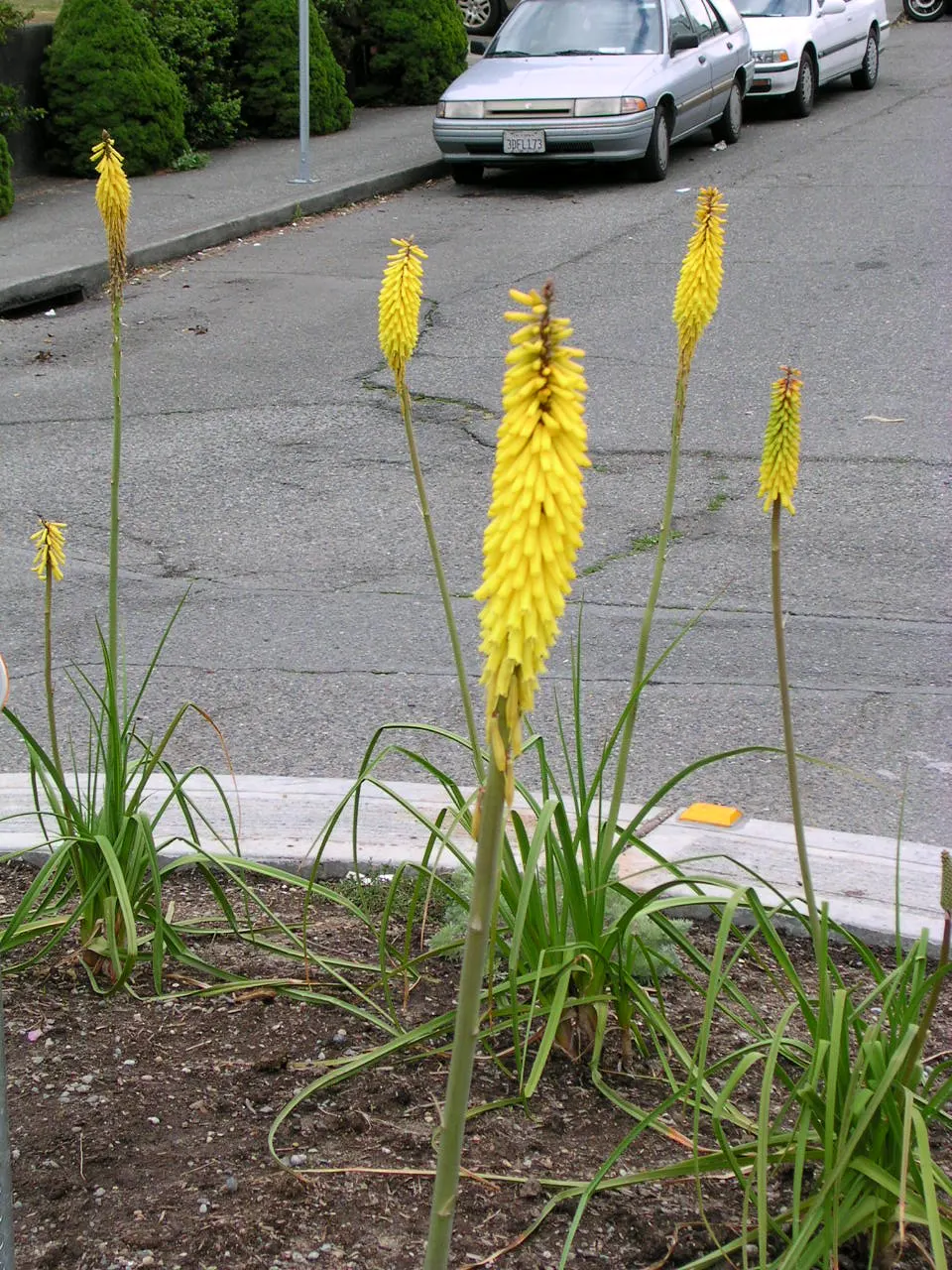 Red Hot Poker (Kniphofia Uvaria) — They're excellent for creating focal points within borders and are also drought-tolerant once established; this South