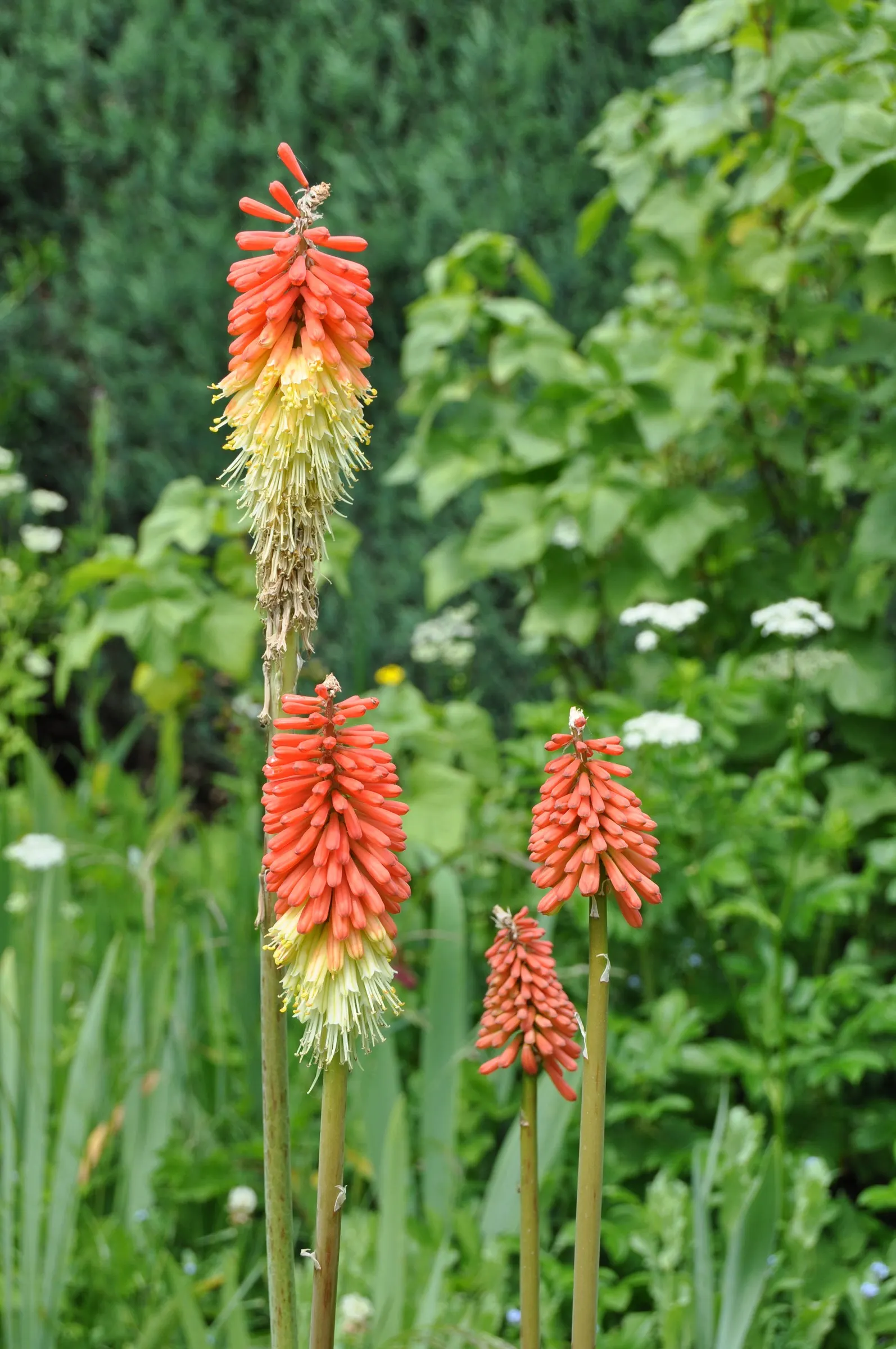 Red Hot Poker (Kniphofia Uvaria) — this South African native thrives in USDA Hardiness Zones 5 through 9; the blooming season extends from late spring to early