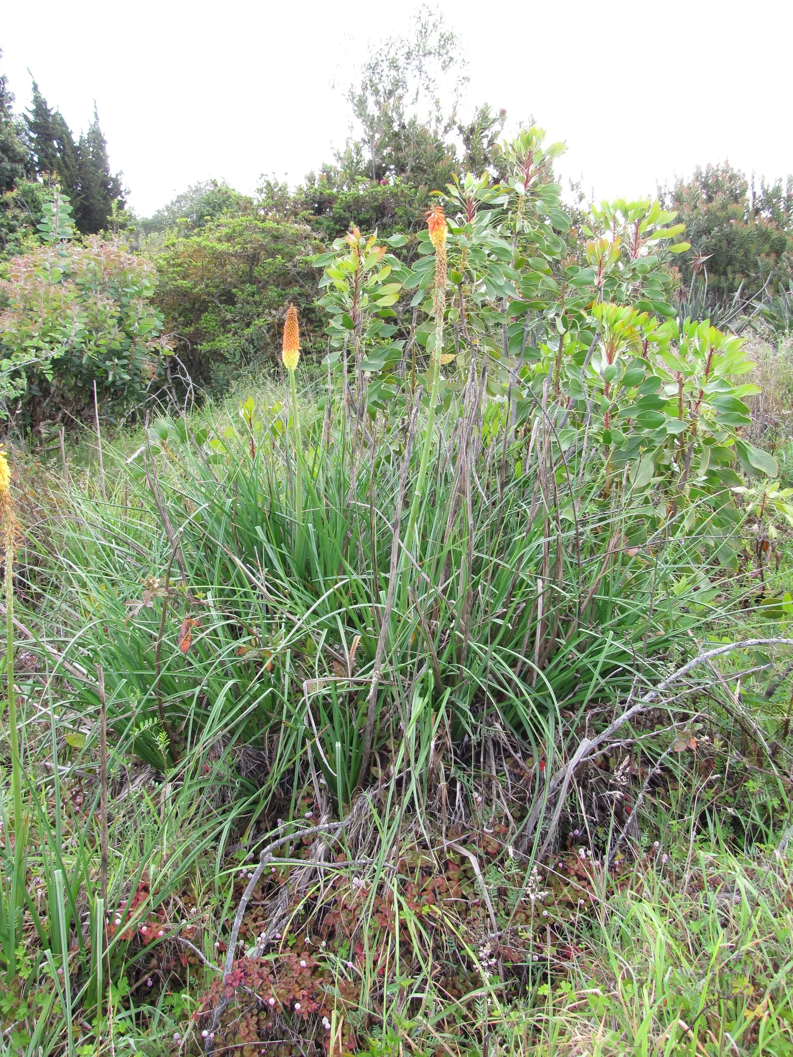 Red Hot Poker (Kniphofia Uvaria) — perennial with orange blooms; the blooming season extends from late spring to early fall, image 139