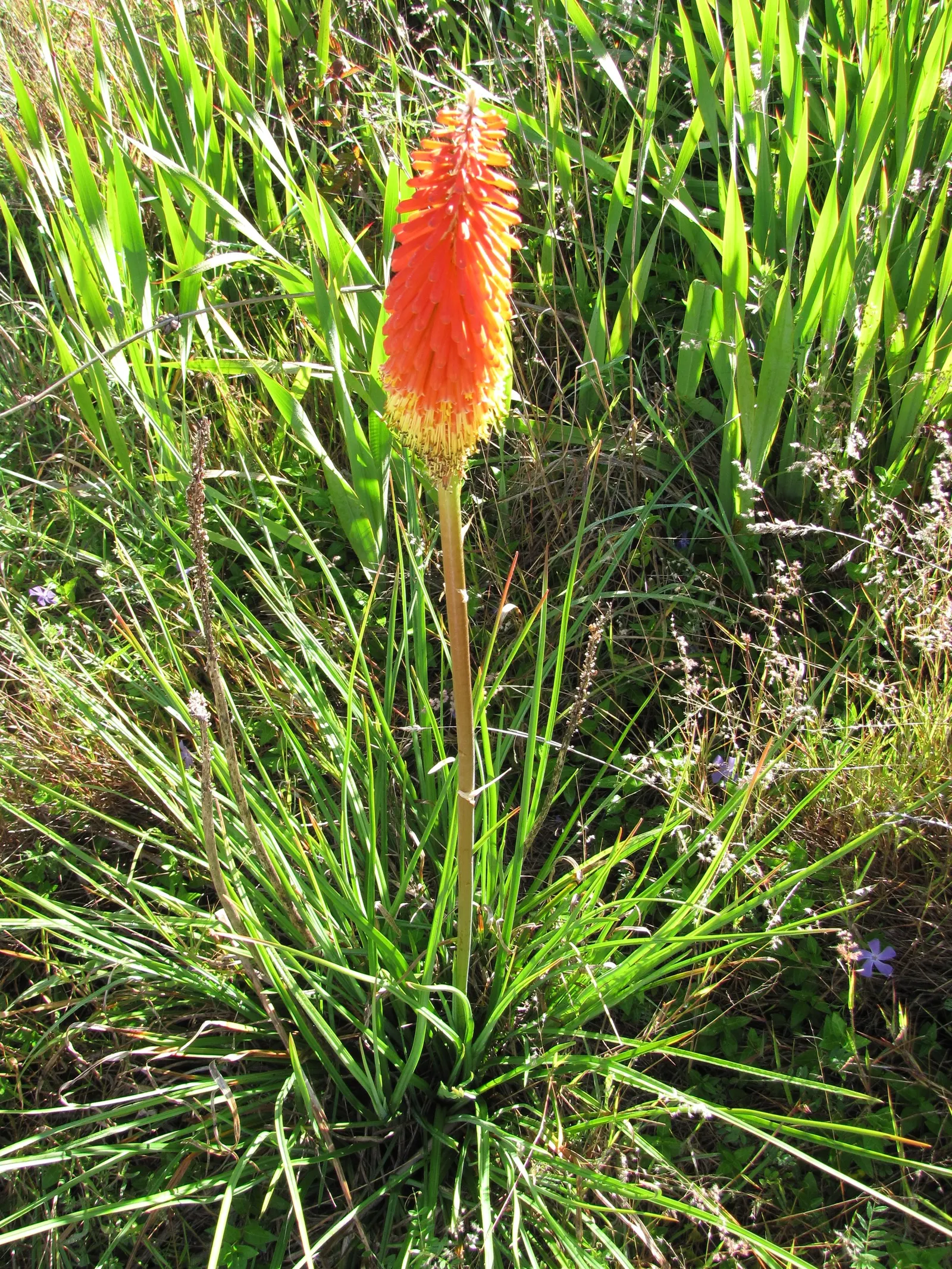 Red Hot Poker (Kniphofia Uvaria) — these plants are deer-resistant and attract a plethora of pollinators; ensuring your garden is as wildlife-friendly as it is