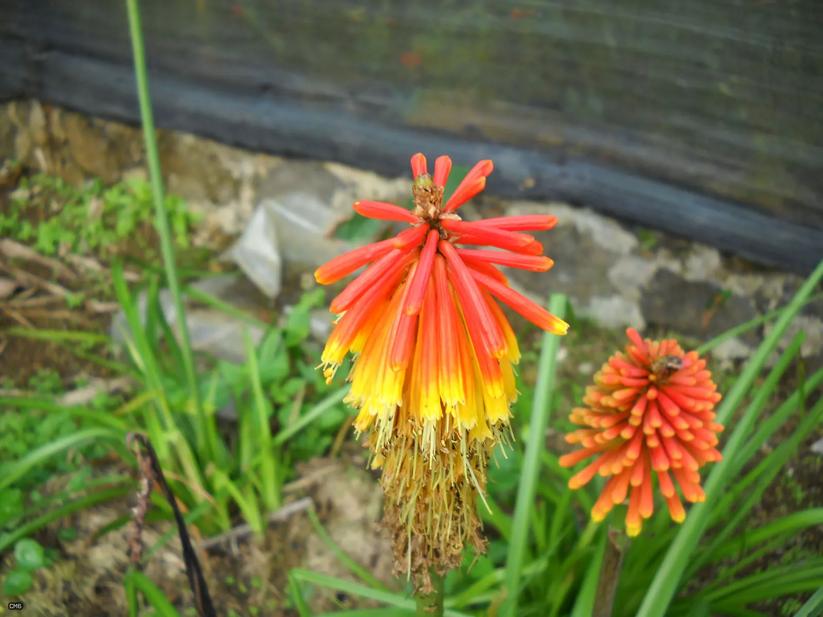Red Hot Poker (Kniphofia Uvaria) — Thriving in USDA zones 5-9, this perennial prefers full sun and well-drained soil; ensuring your garden is as, image 88